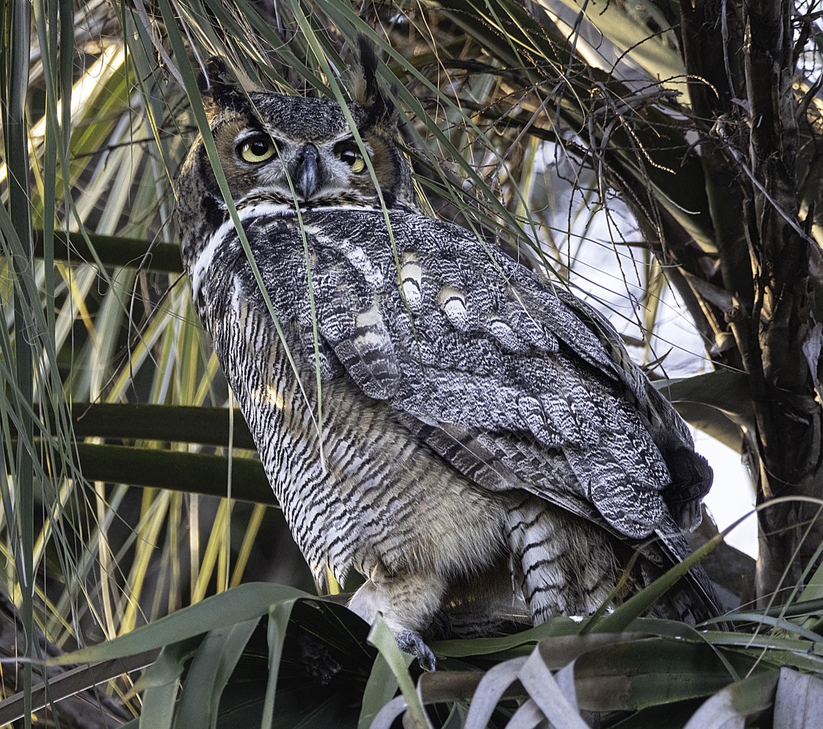 Great Horned Owl behind Palm Fronds, Florida — fine art print