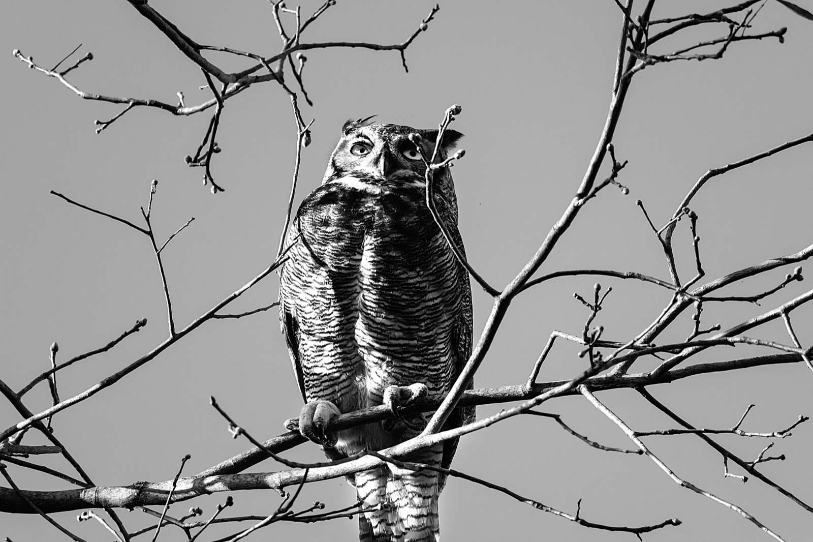Great Horned Owl among Bare Twigs, Florida — fine art print