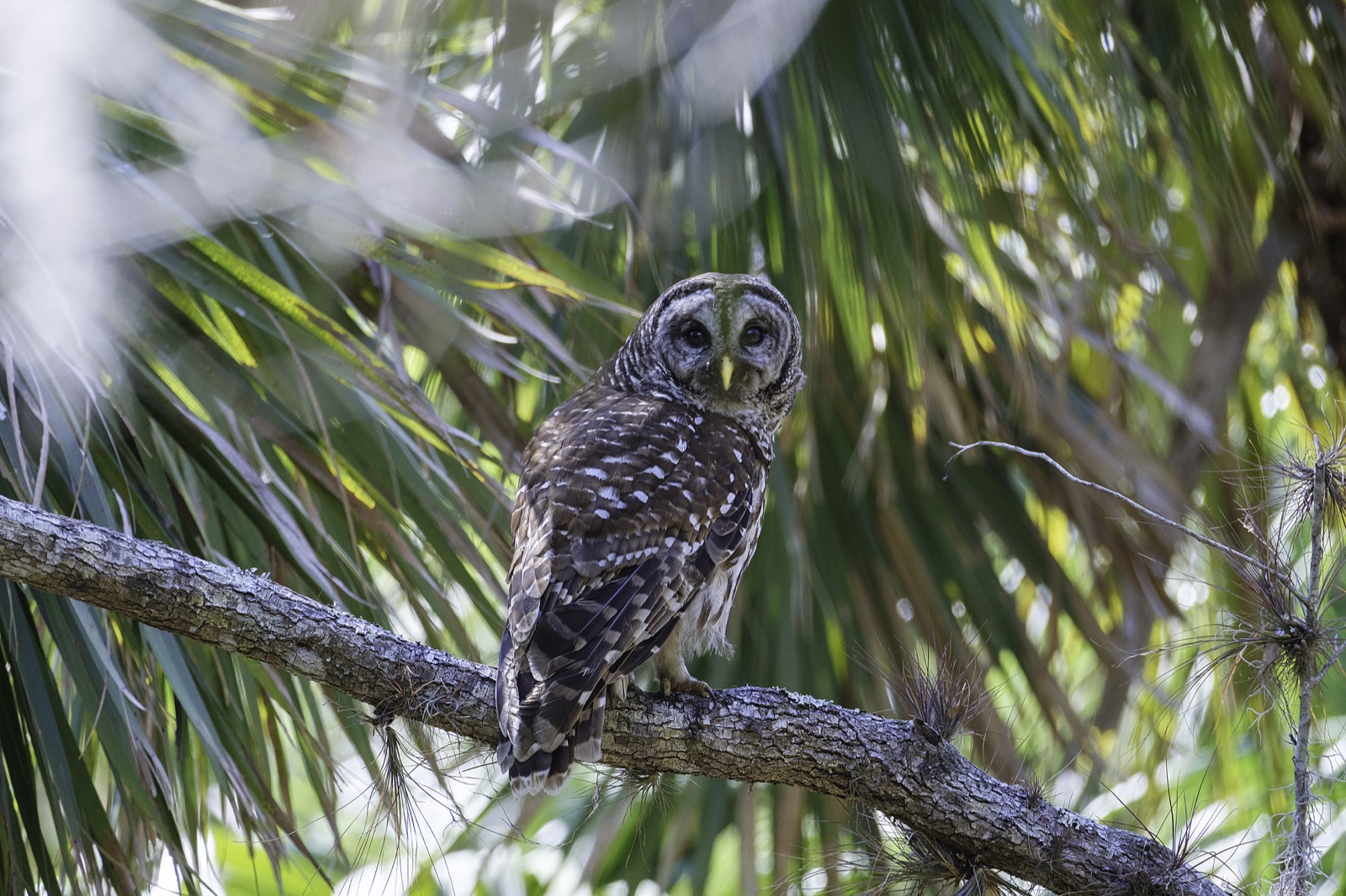 Barred Owl among Palm Fronds, Florida — fine art print