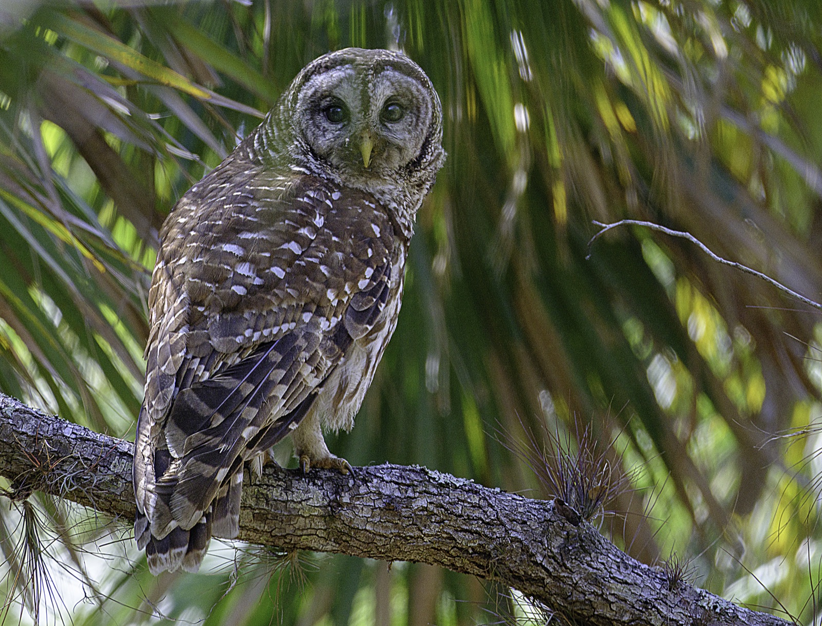 Barred Owl on a Lichen Branch, Florida — fine art print