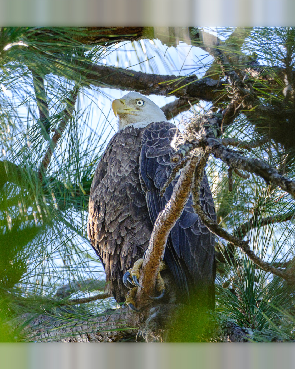 Eagle Gripping a Pine Branch, Florida — fine art print