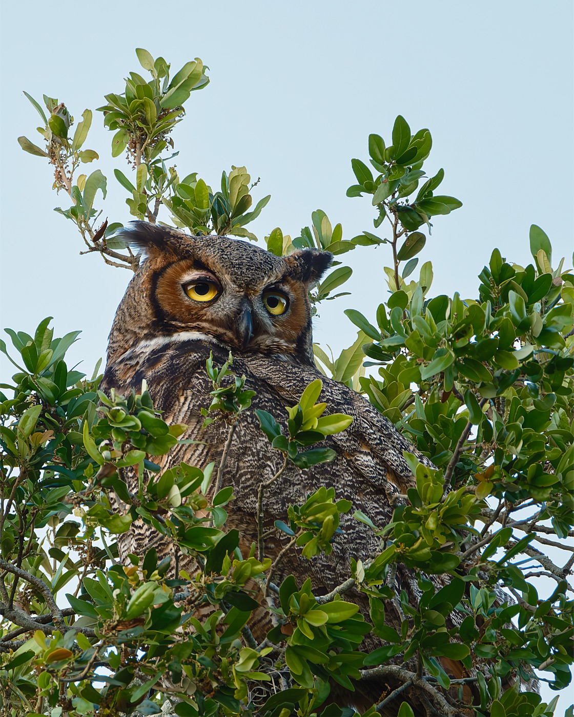Great Horned Owl in Dense Green Leaves, Florida — fine art print