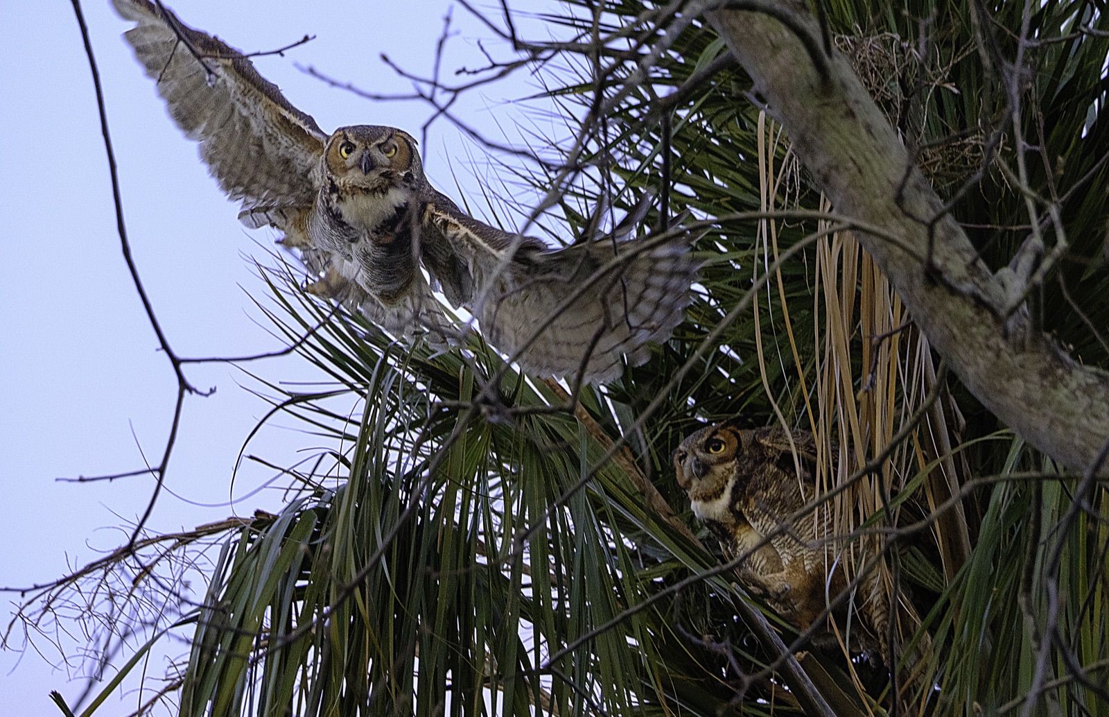 Great Horned Owls among Palm Fronds, Florida — fine art print