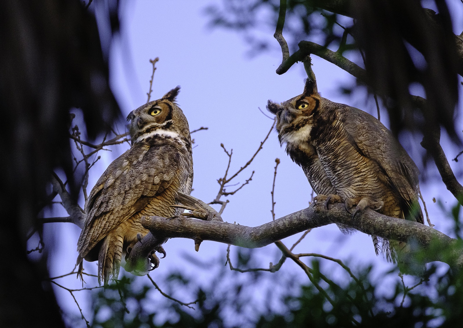 Two Great Horned Owls on a Branch, Florida — fine art print