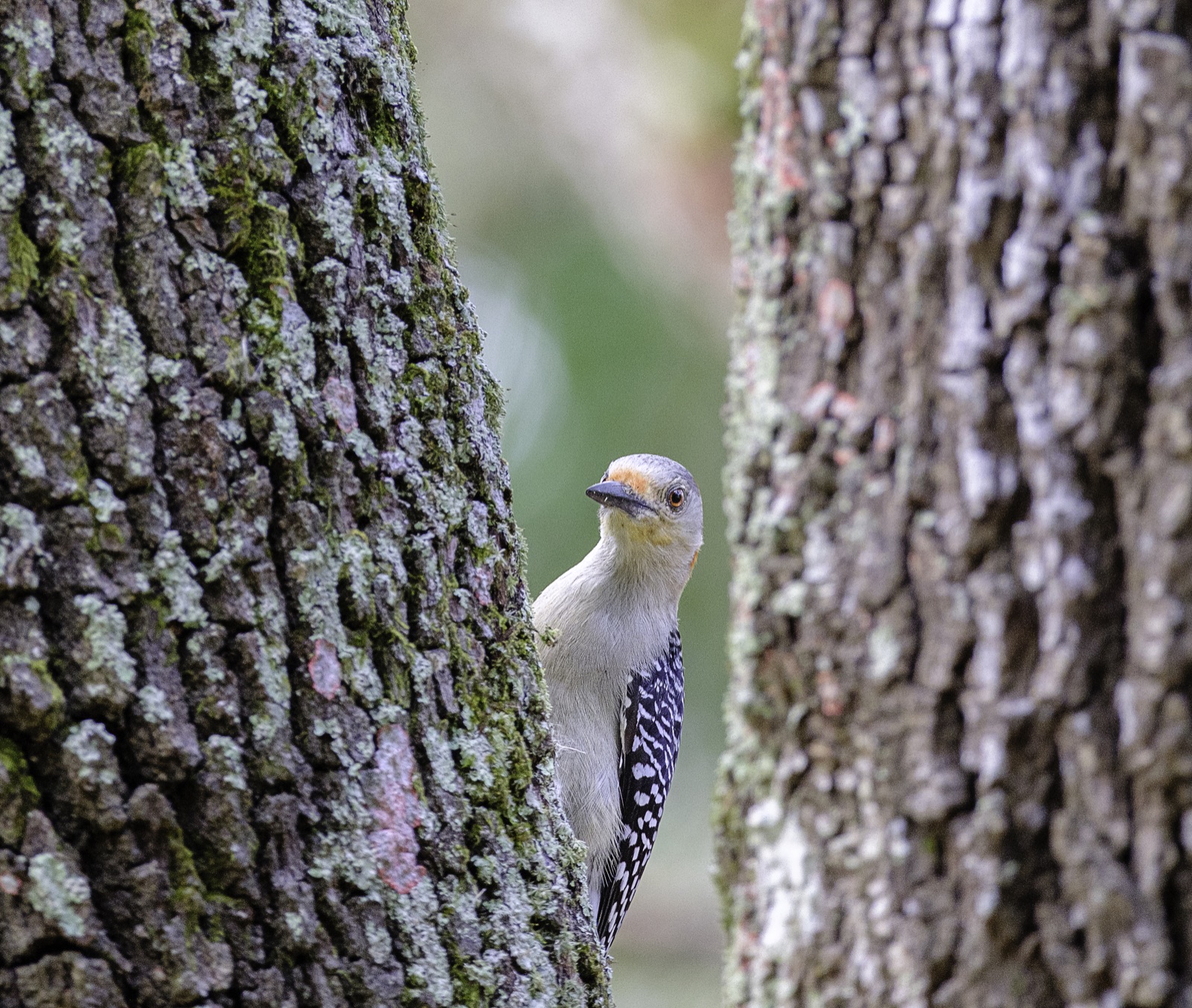 Woodpecker between Two Mossy Trunks, Florida — fine art print