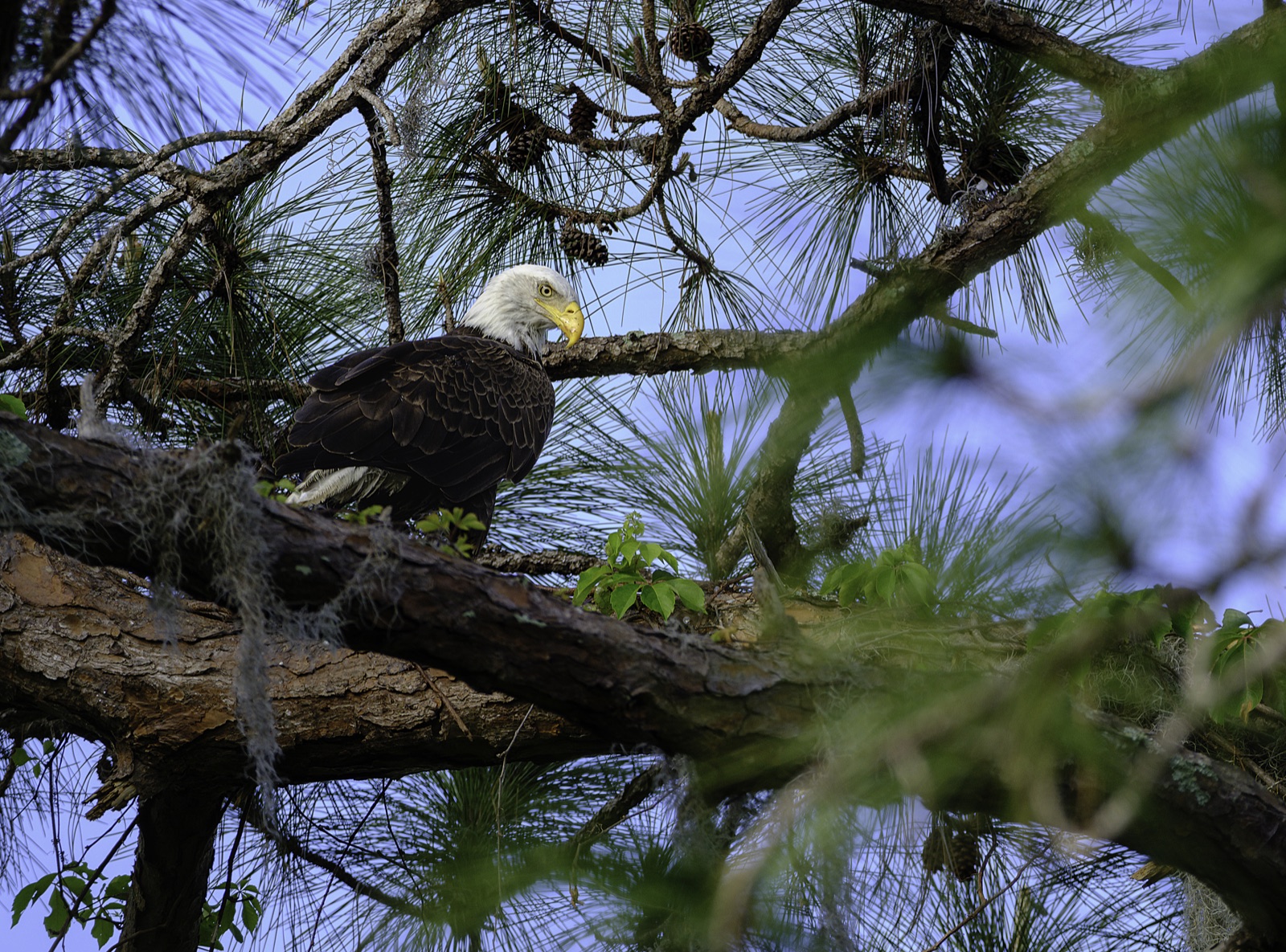 Eagle in a Pine with Spanish Moss, Florida — fine art print