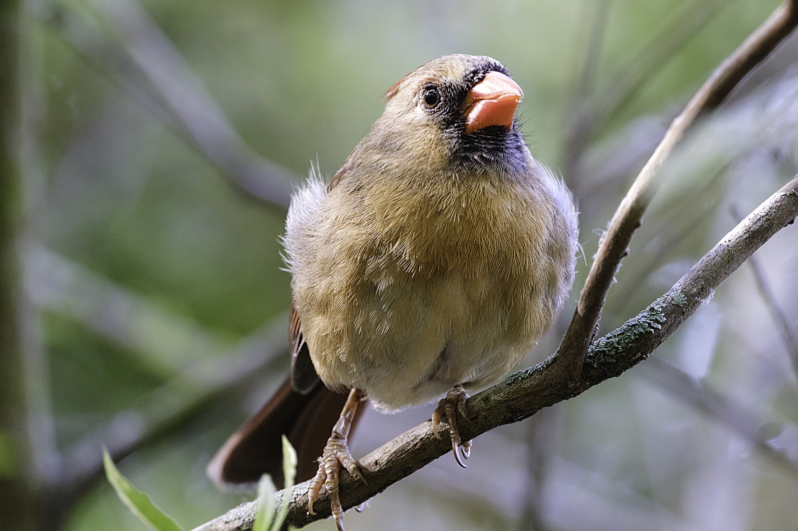 Northern Cardinal on a Thin Branch, Florida — fine art print