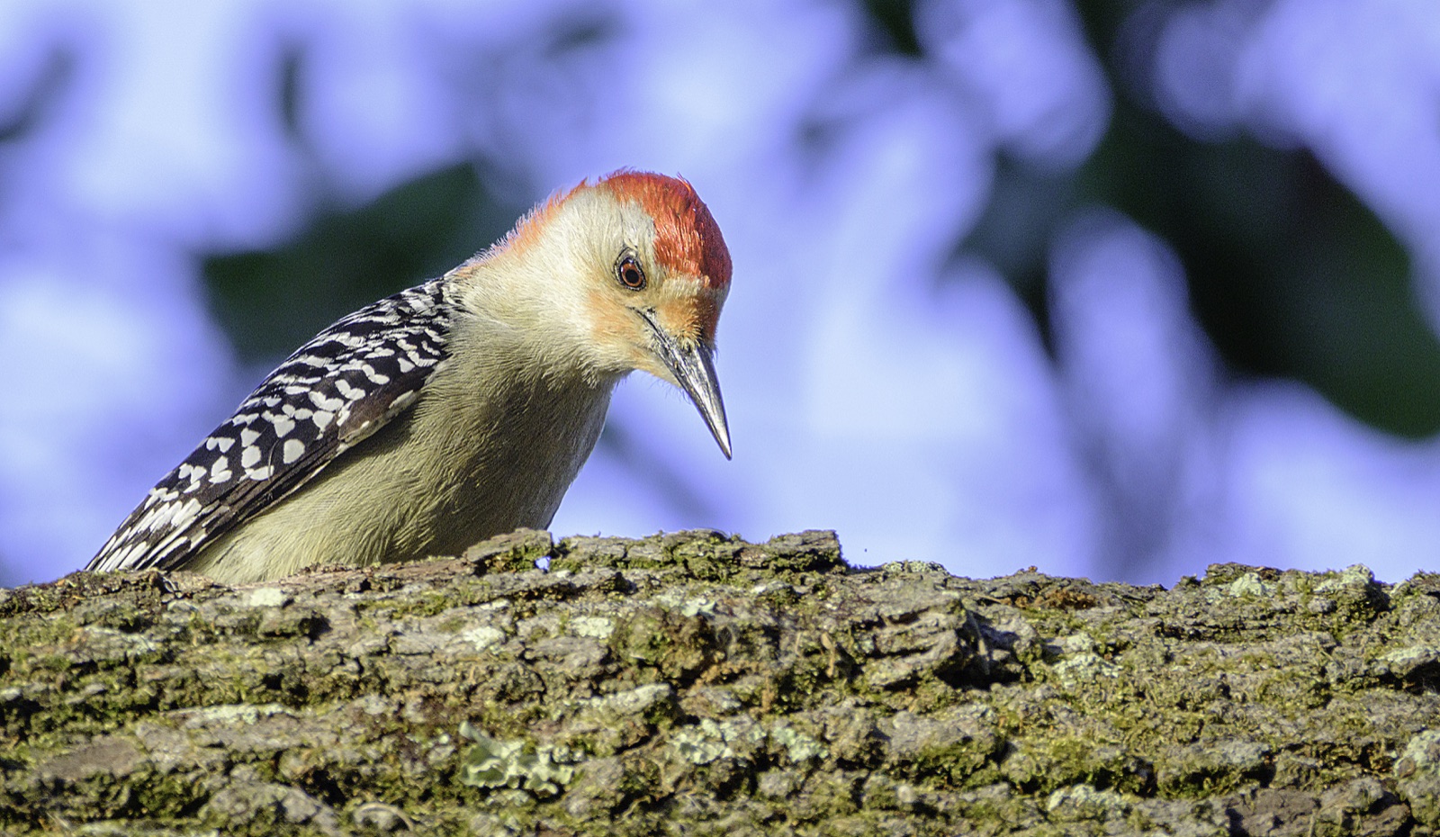 Woodpecker above a Mossy Limb, Florida — fine art print