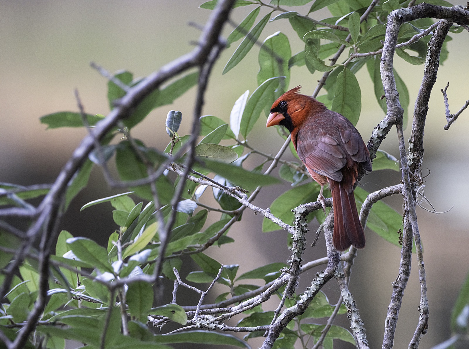Northern Cardinal among Leafy Branches, Florida — fine art print