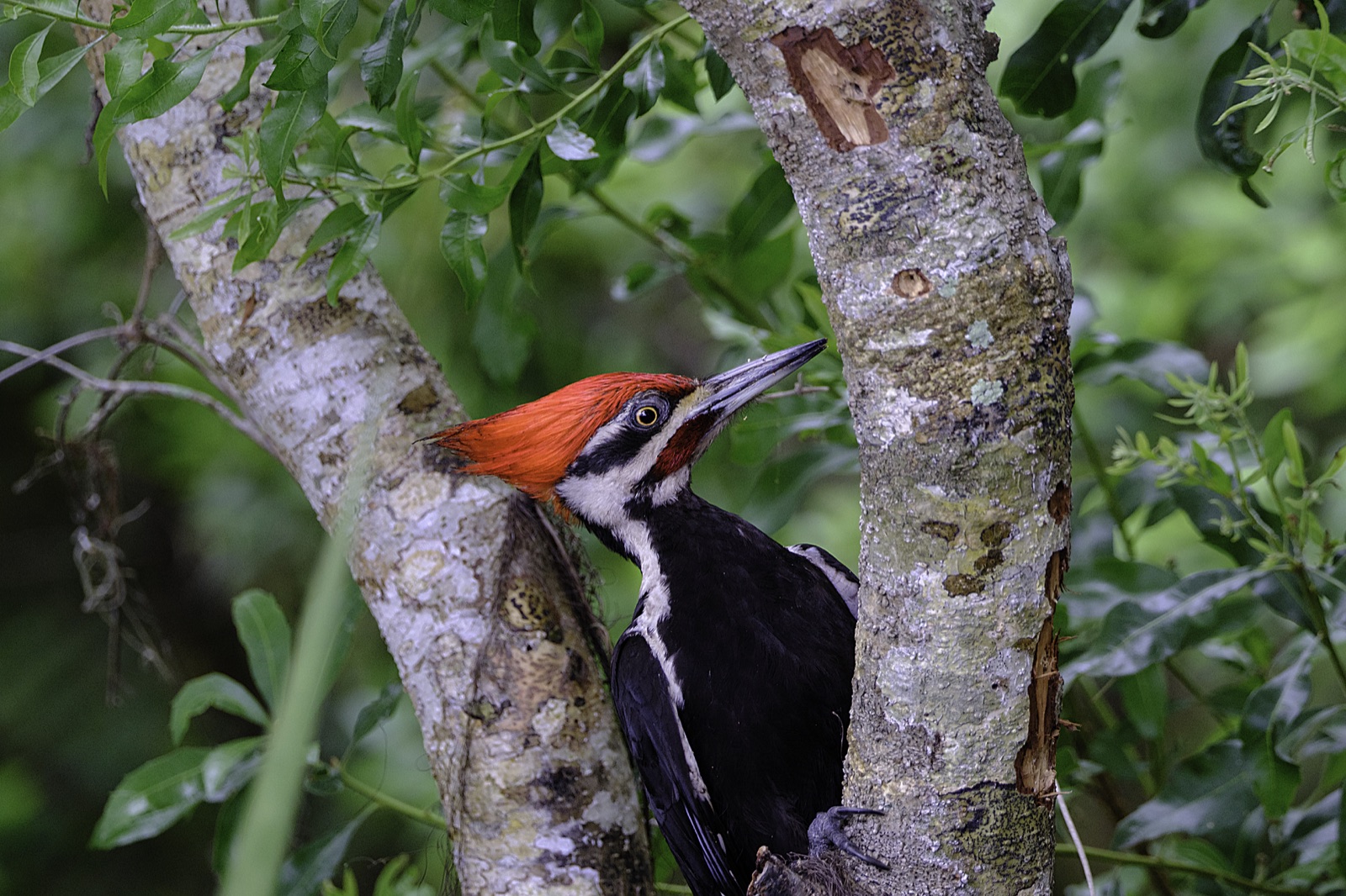 Woodpecker between Pale Tree Trunks, Florida — fine art print