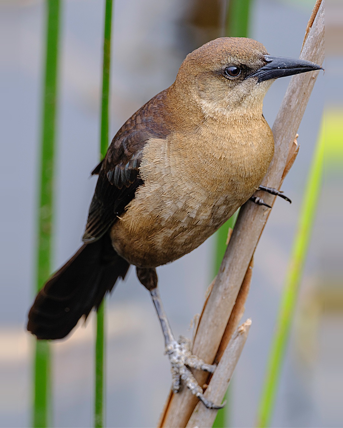 Brown Bird on a Reed Stem, Florida — fine art print