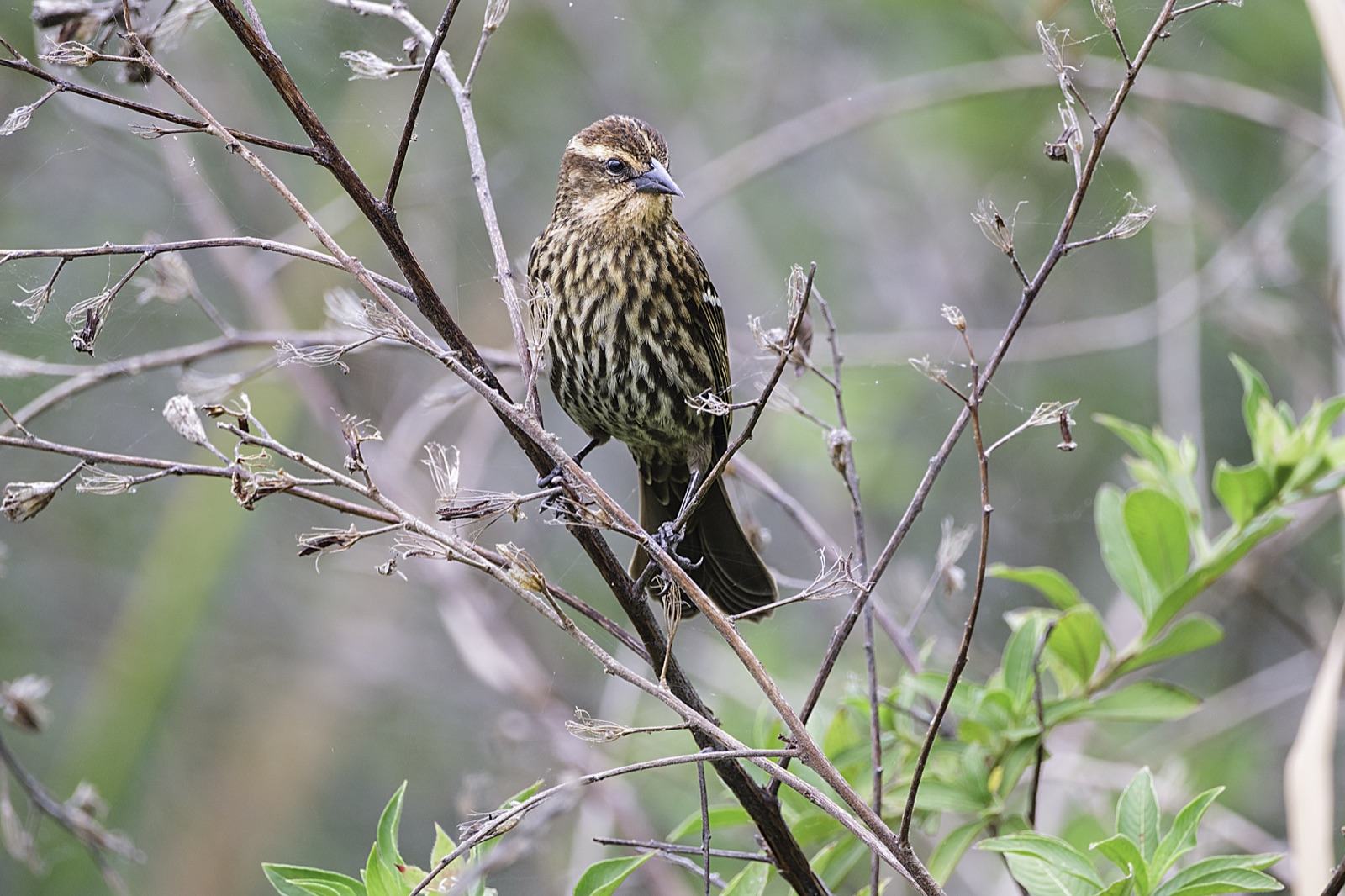 Female Red-winged Blackbird among Dry Twigs, Florida — fine art print