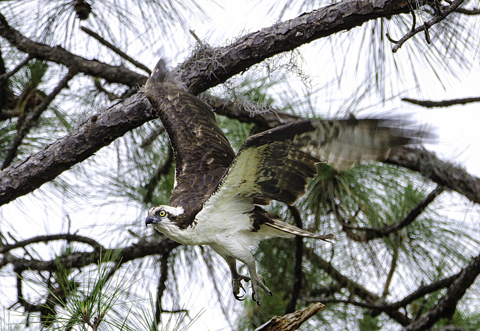 Osprey Flying beneath Pine Branches, Florida — fine art print