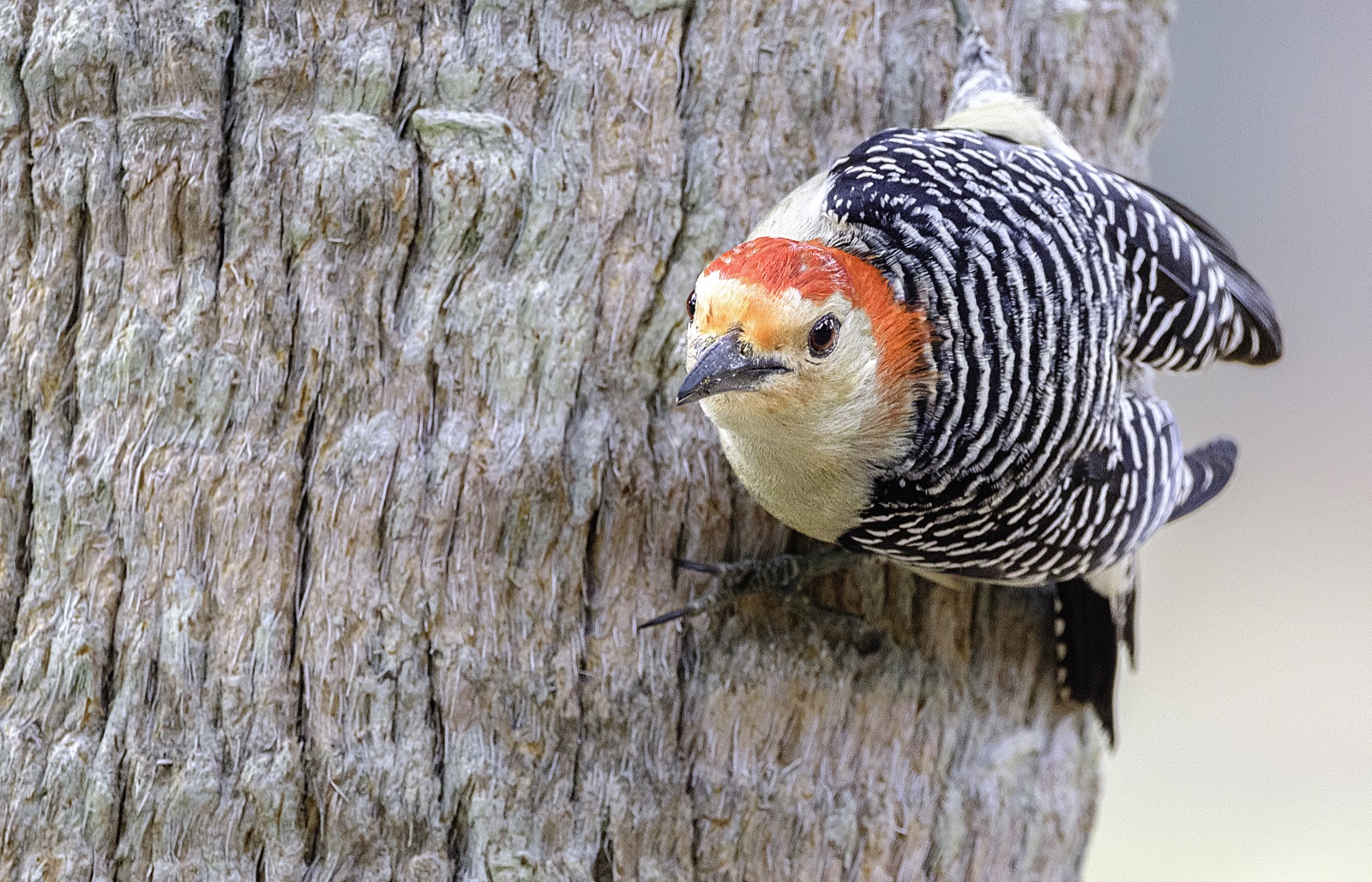 Red-bellied Woodpecker on a Palm Trunk, Florida — fine art print