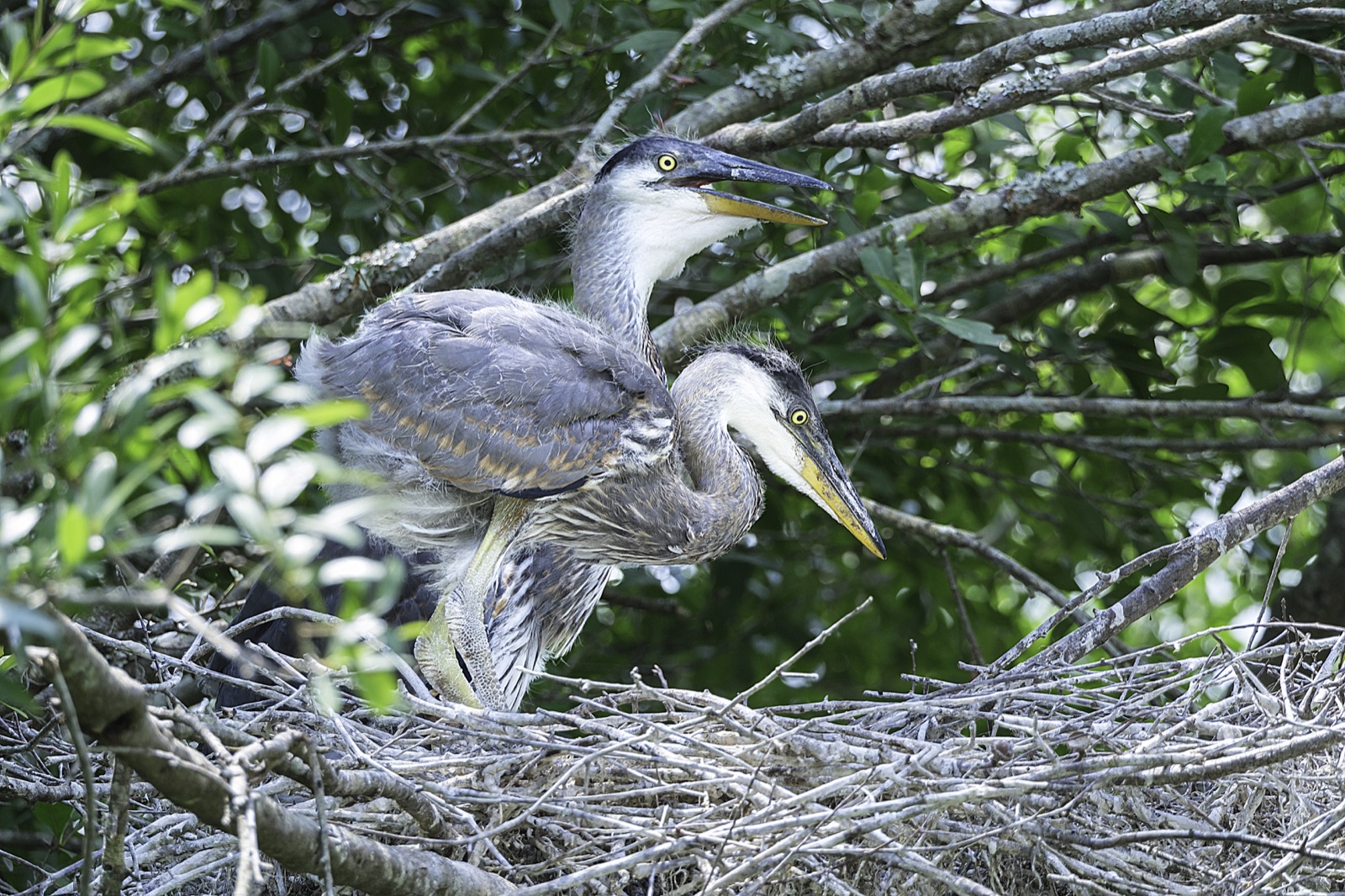 Young Great Blue Herons in a Stick Nest, Florida — fine art print