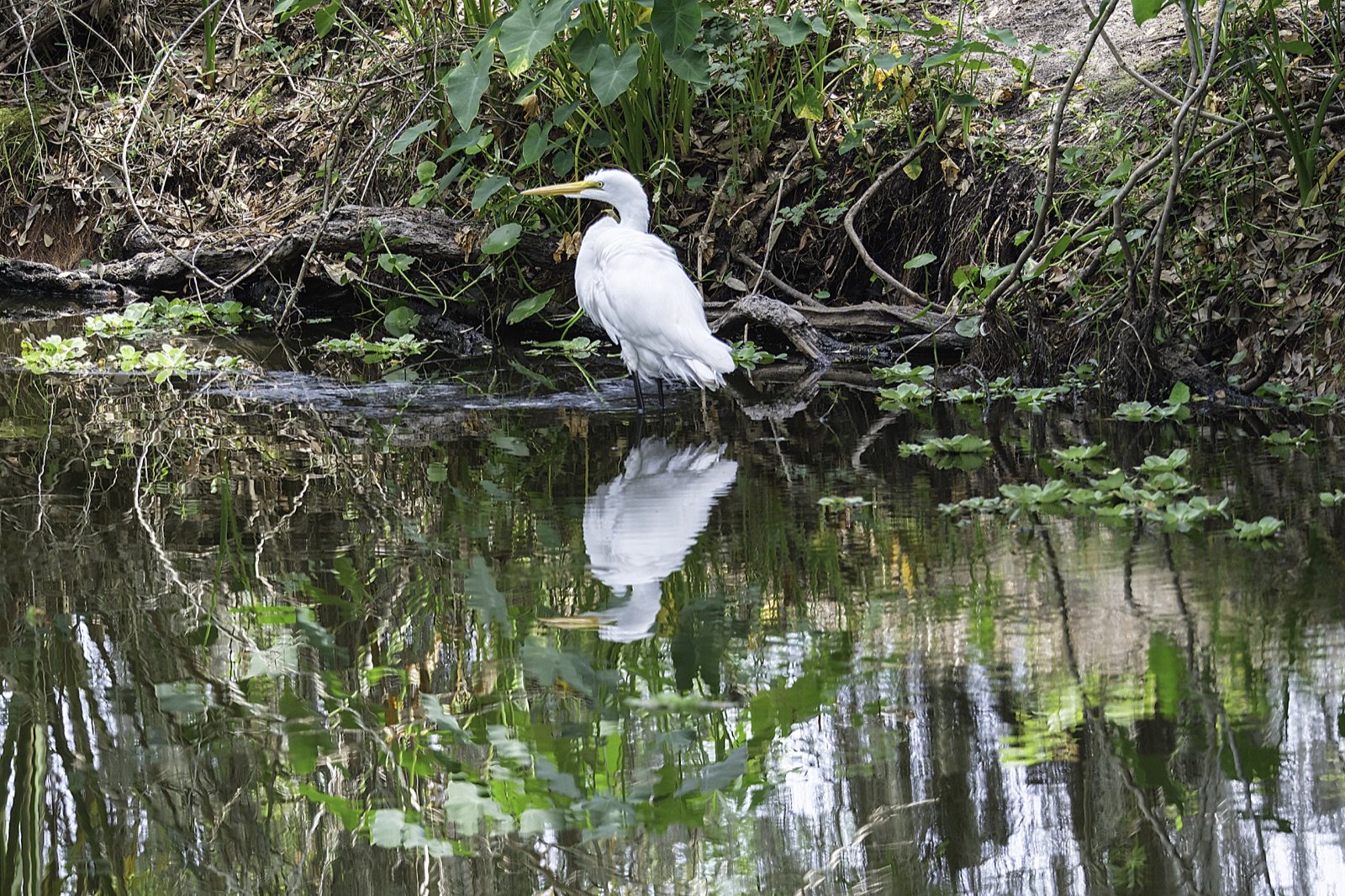 Great Egret among Floating Leaves, Florida — fine art print