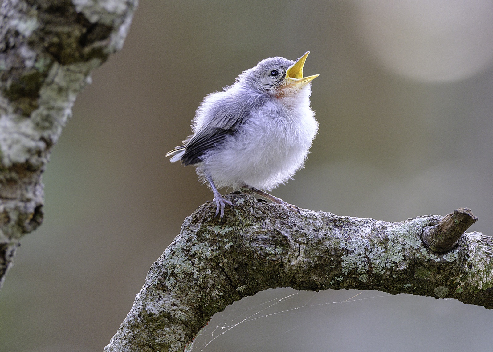 Fledgling Bird on a Lichen Branch, Florida — fine art print