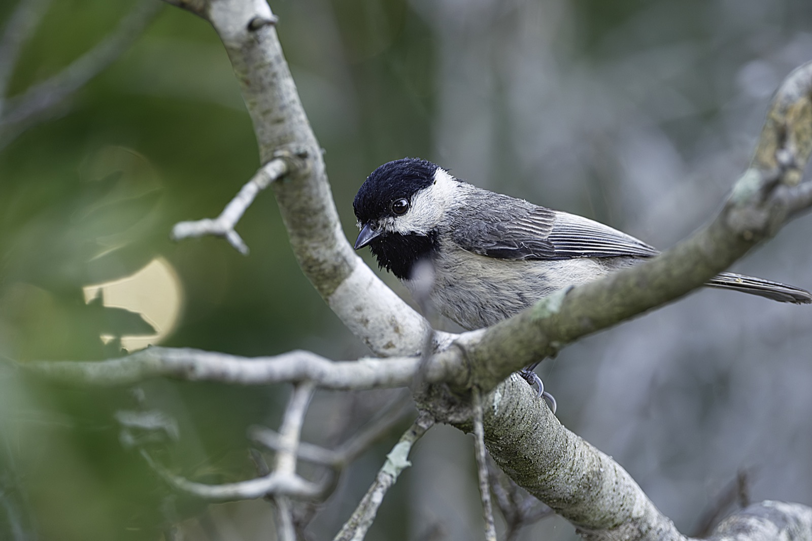 Chickadee on a Lichen-Covered Branch, Florida — fine art print