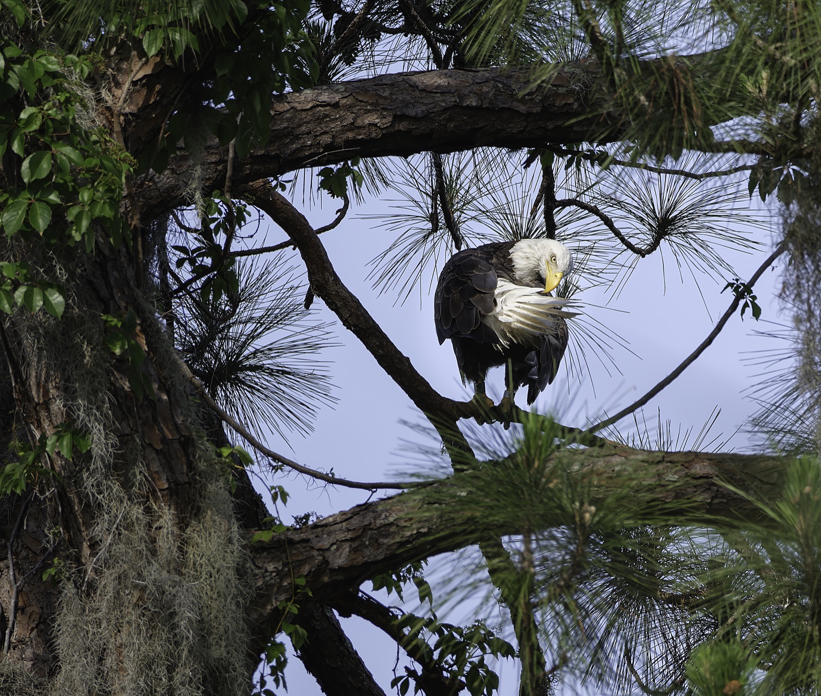 Bald Eagle Preening in a Pine, Florida — fine art print