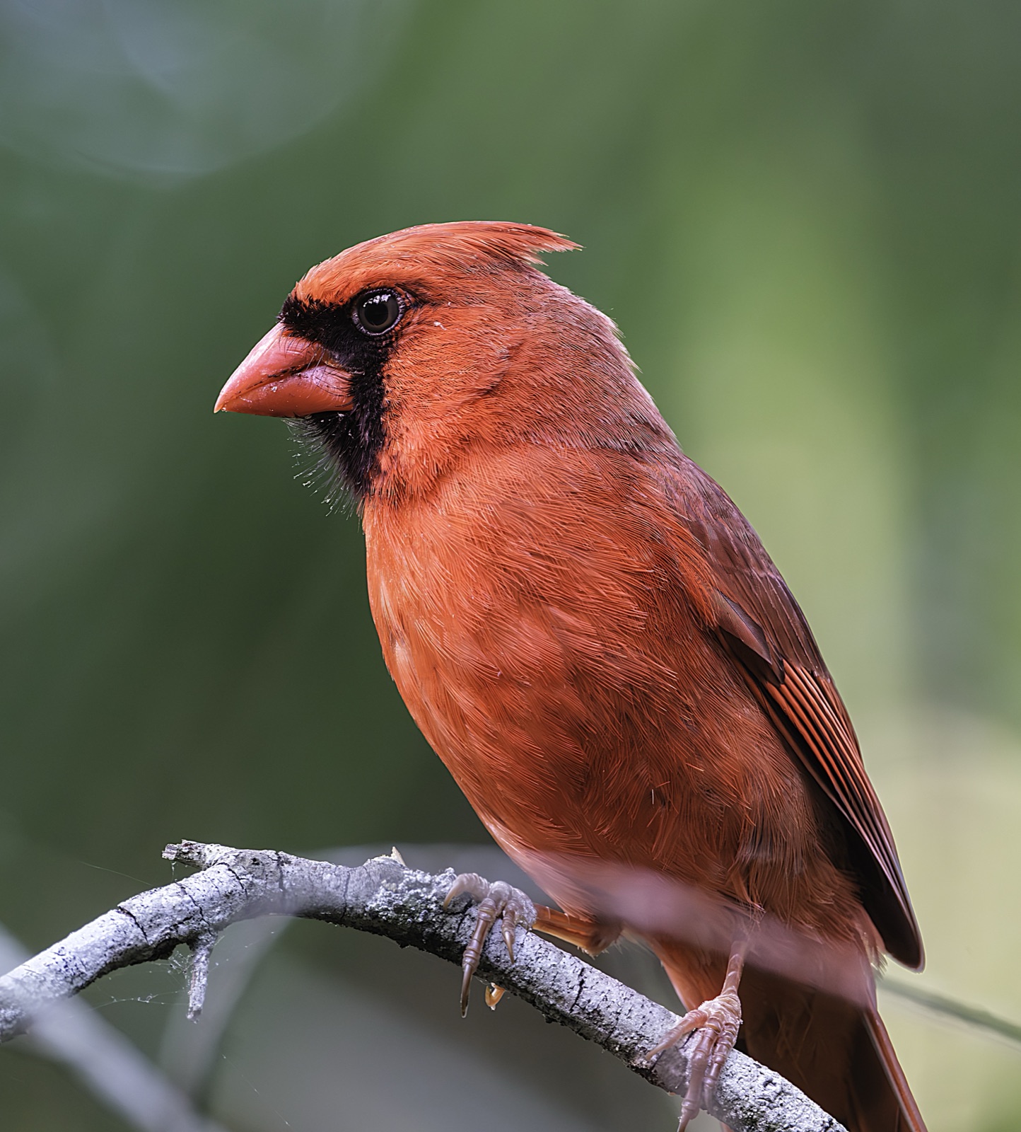 Male Northern Cardinal on a Pale Branch, Florida — fine art print