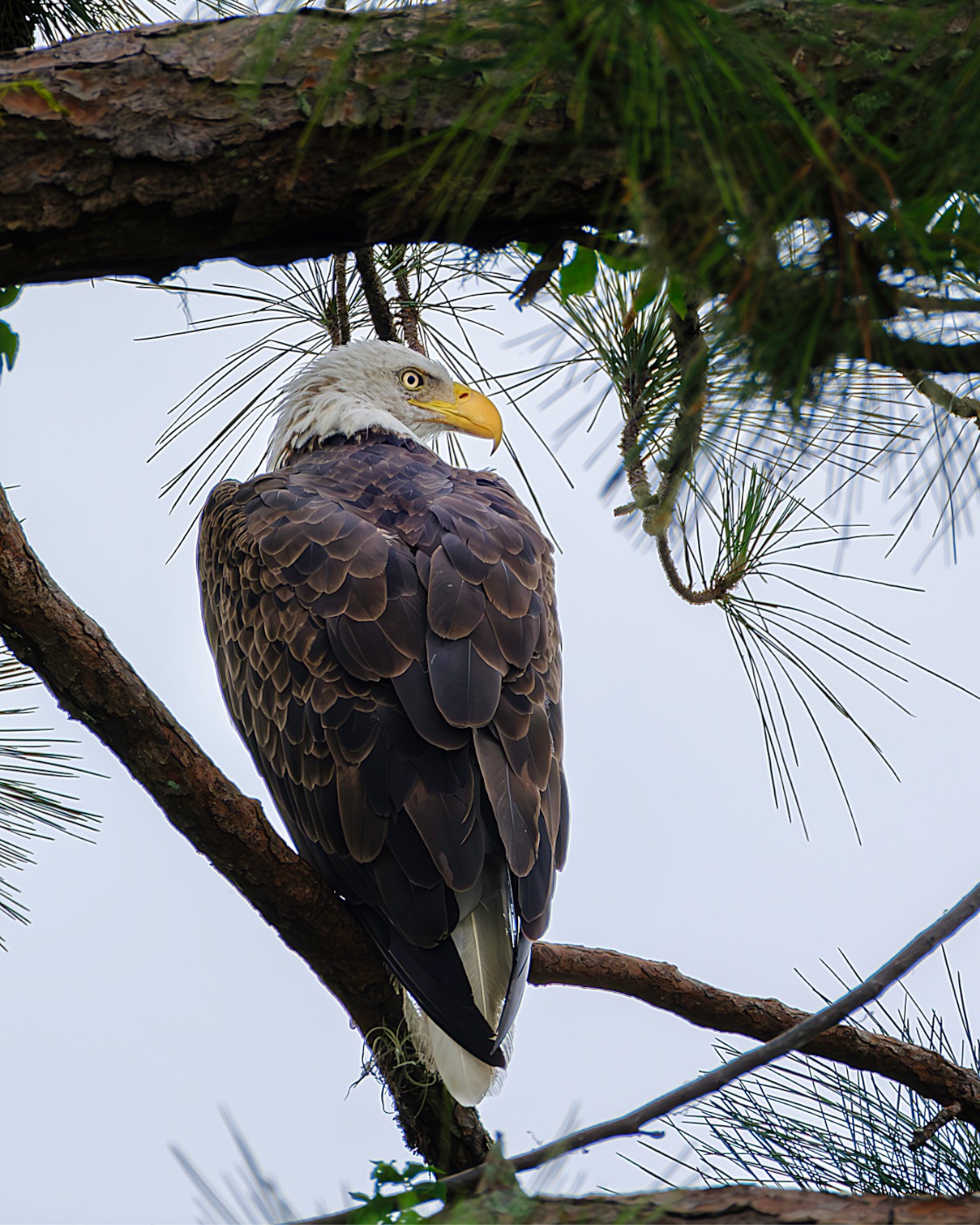 Bald Eagle on a Pine Branch, Florida — fine art print