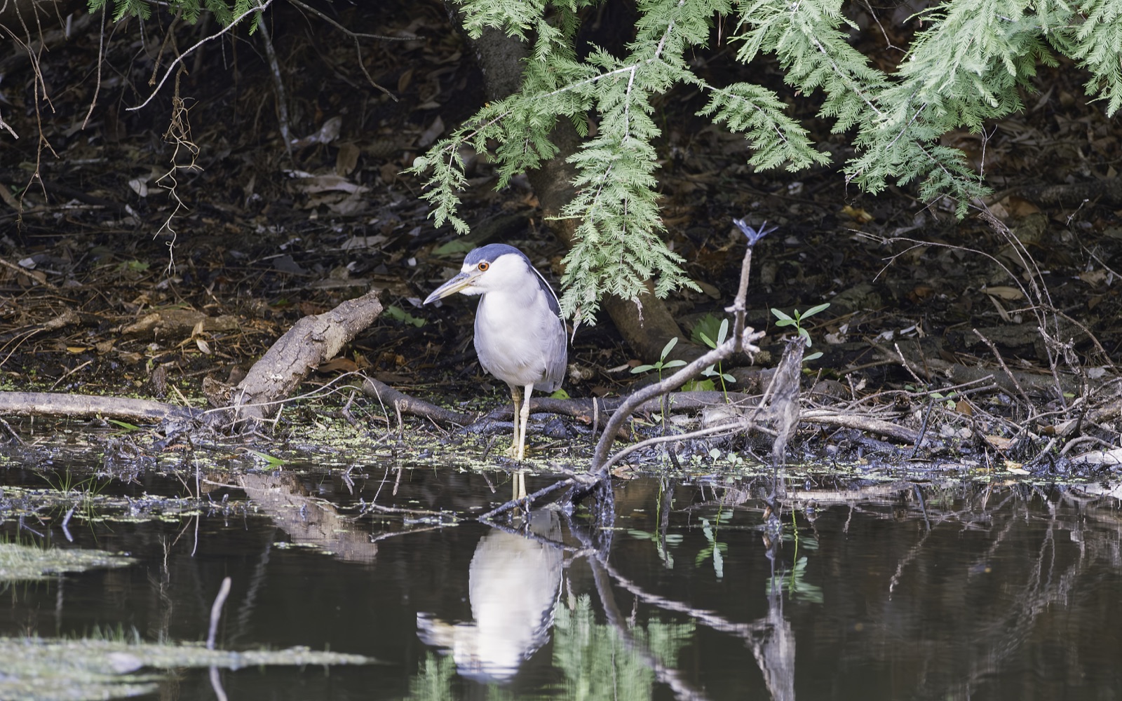 Black-crowned Night-Heron in Still Water, Florida — fine art print
