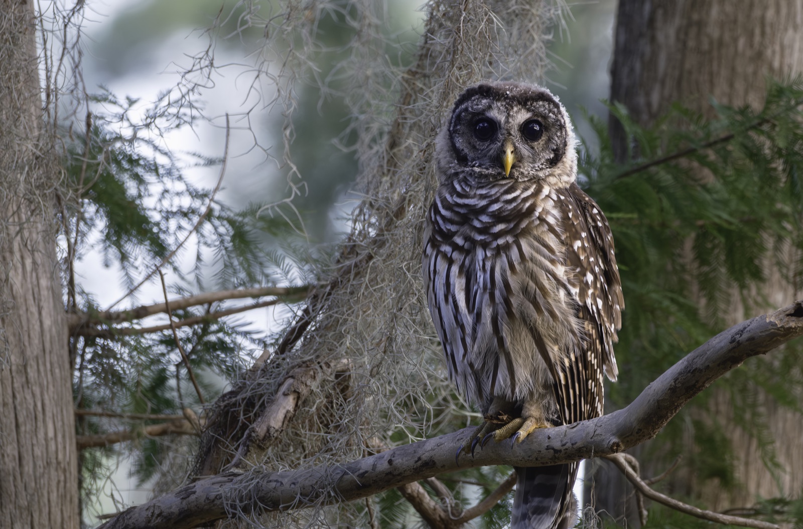 Barred Owl beside Hanging Spanish Moss, Florida — fine art print