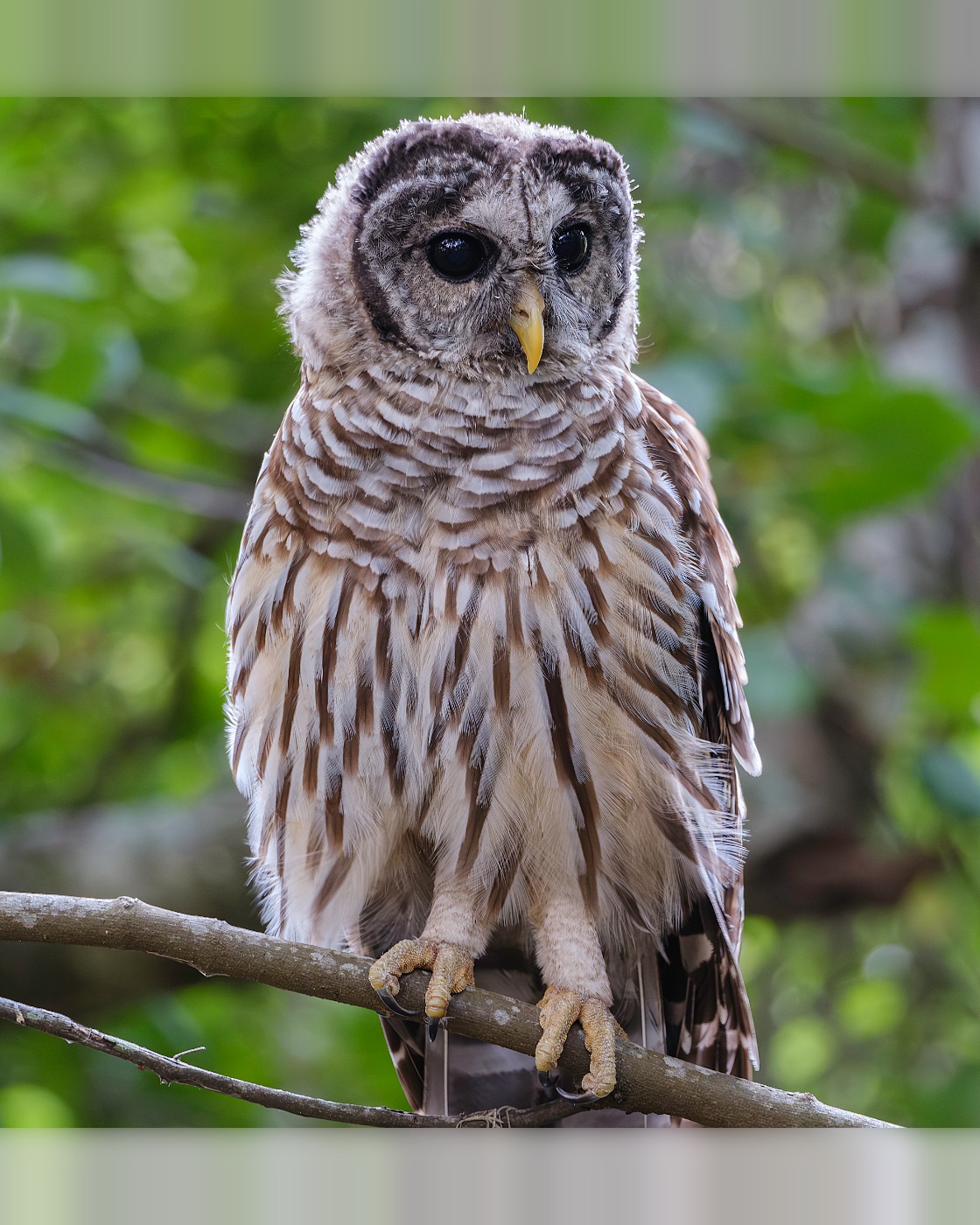 Barred Owl on a Thin Bare Branch, Florida — fine art print