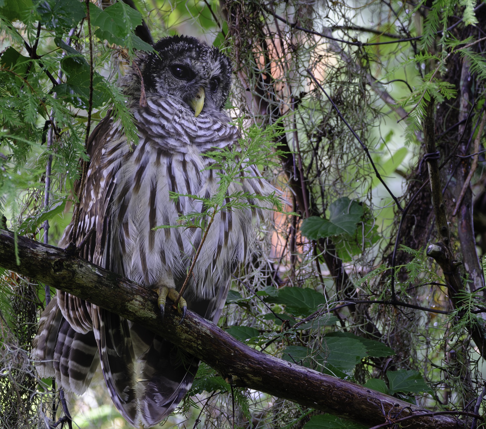 Barred Owl on a Wet Branch, Florida — fine art print
