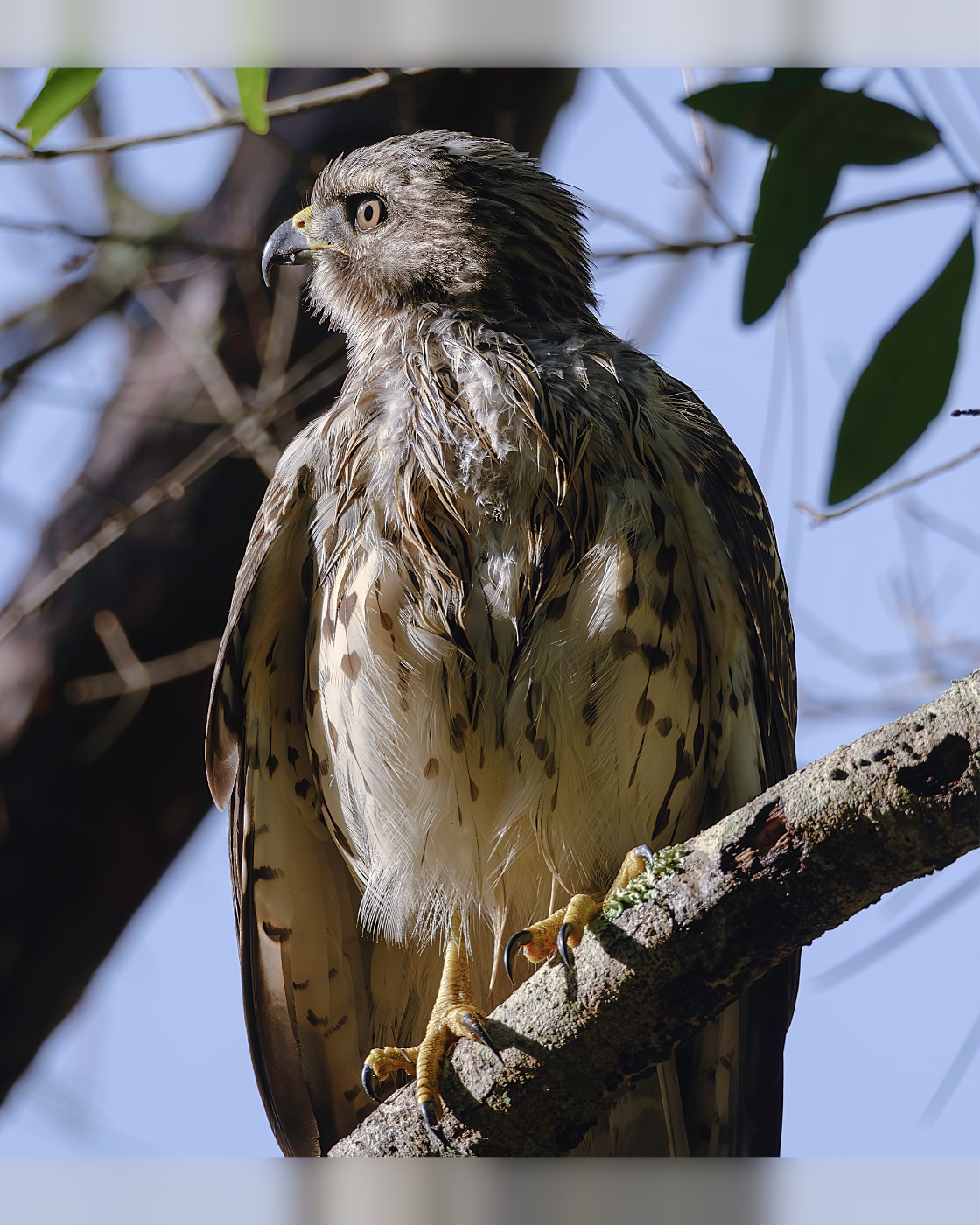 Hawk on a Lichen-Covered Branch, Florida — fine art print