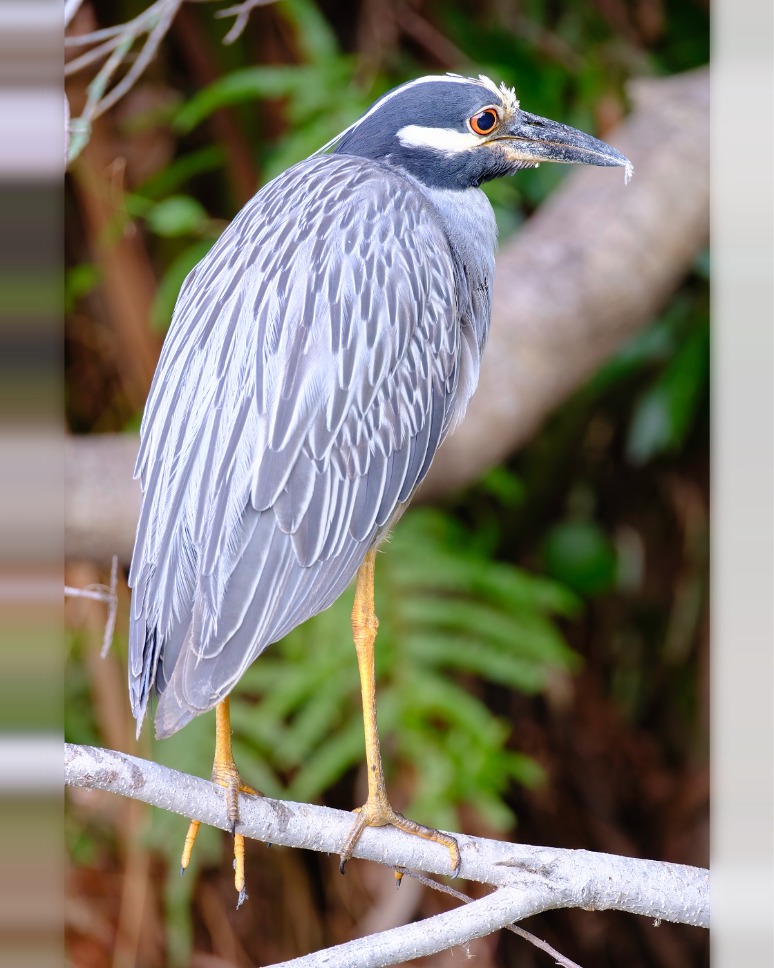 Yellow-crowned Night-Heron on a Pale Branch, Florida — fine art print