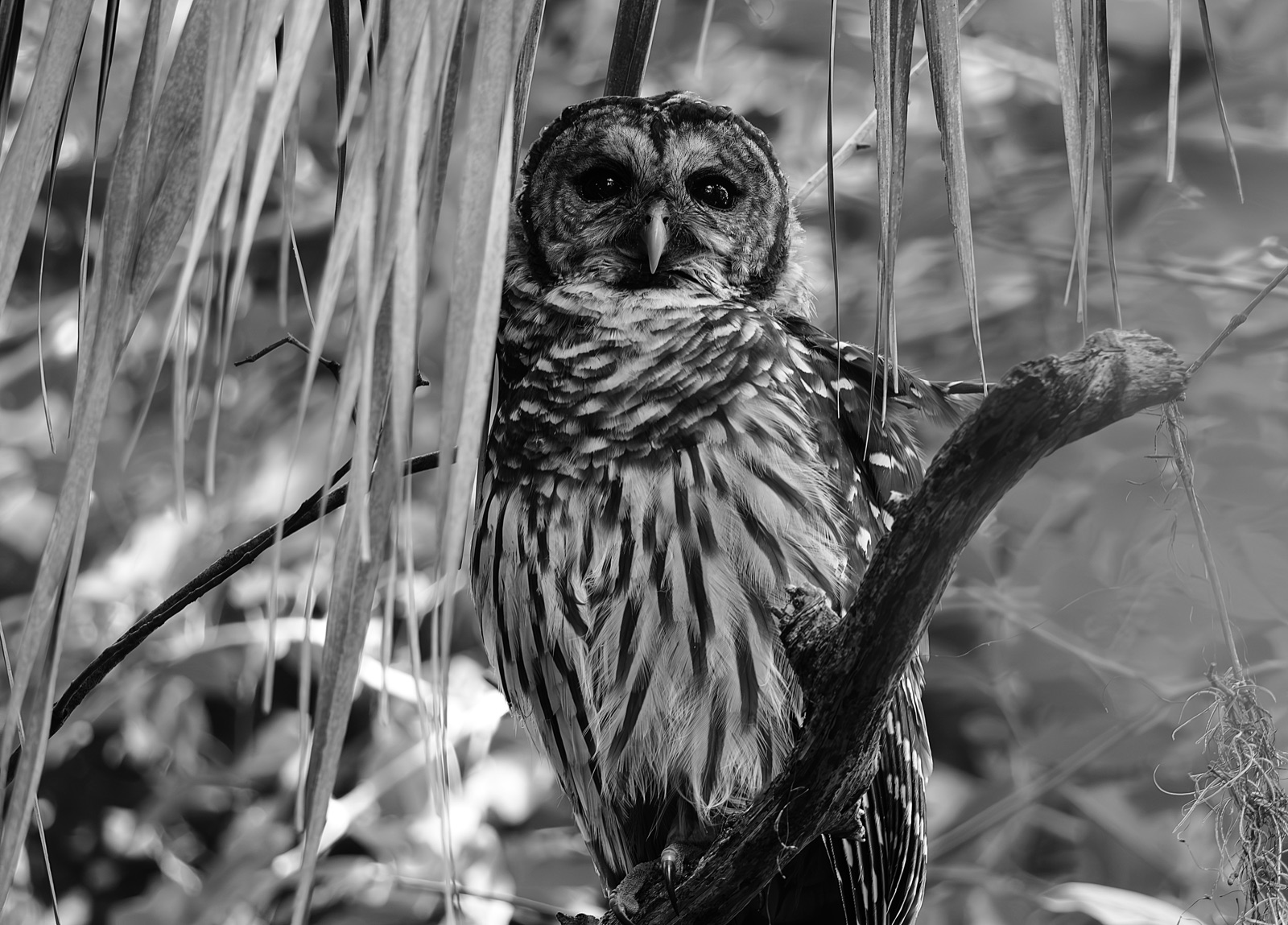 Barred Owl behind Hanging Palm Fronds, Florida — fine art print