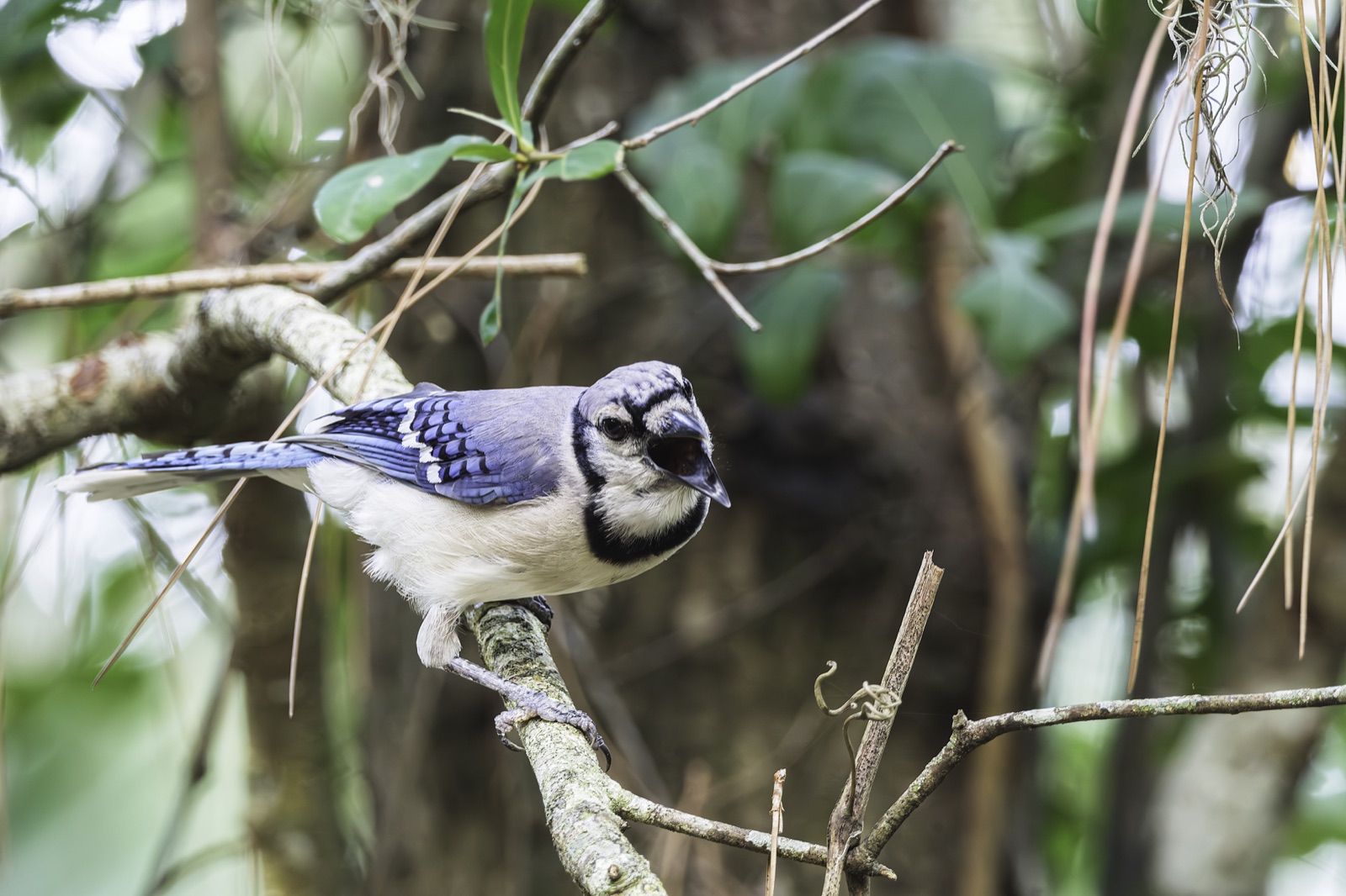 Blue Jay Calling from a Lichen Branch, Florida — fine art print