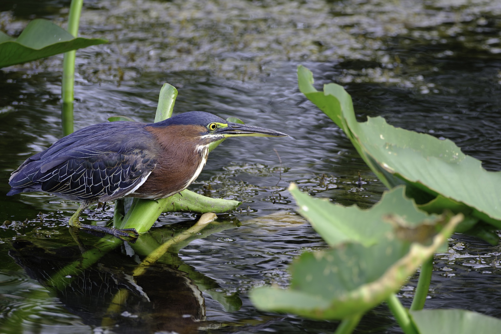 Green Heron on a Leaf over Water, Florida — fine art print