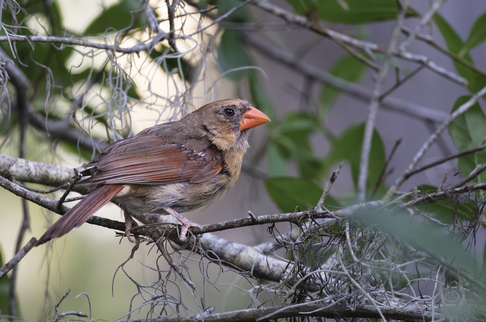 Female Northern Cardinal among Spanish Moss, Florida — fine art print