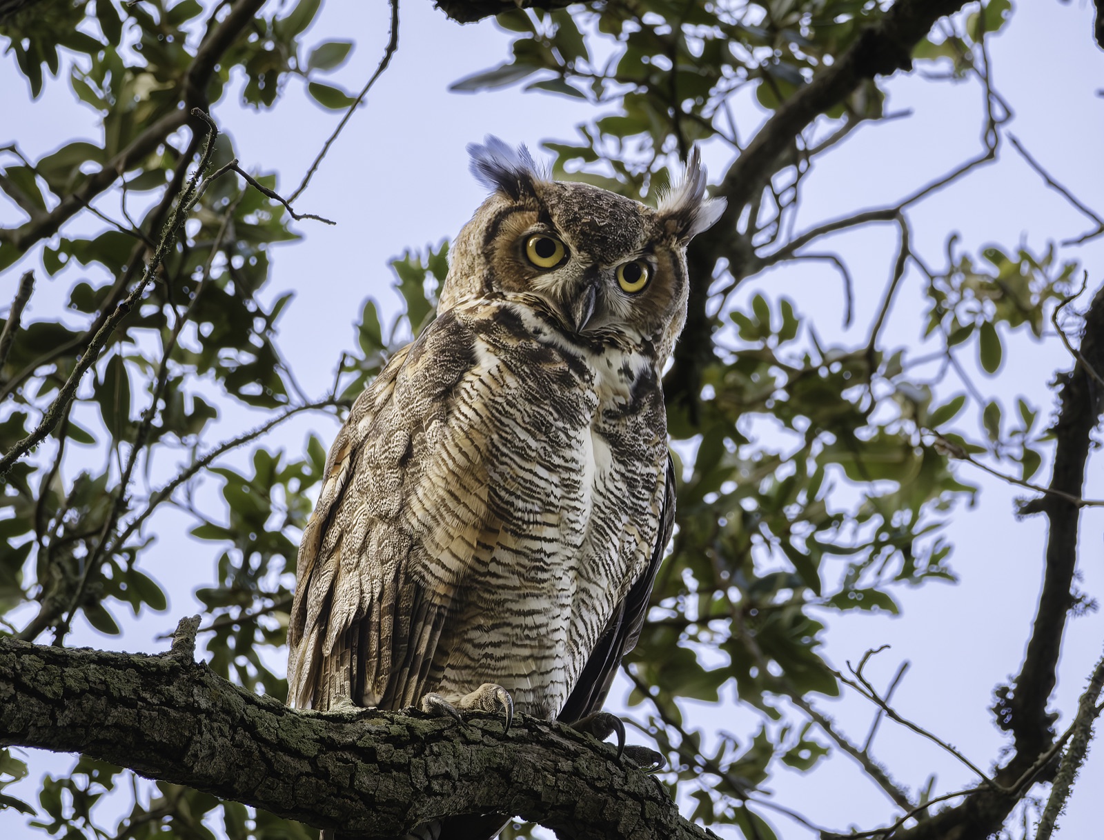 Great Horned Owl among Green Leaves, Florida — fine art print