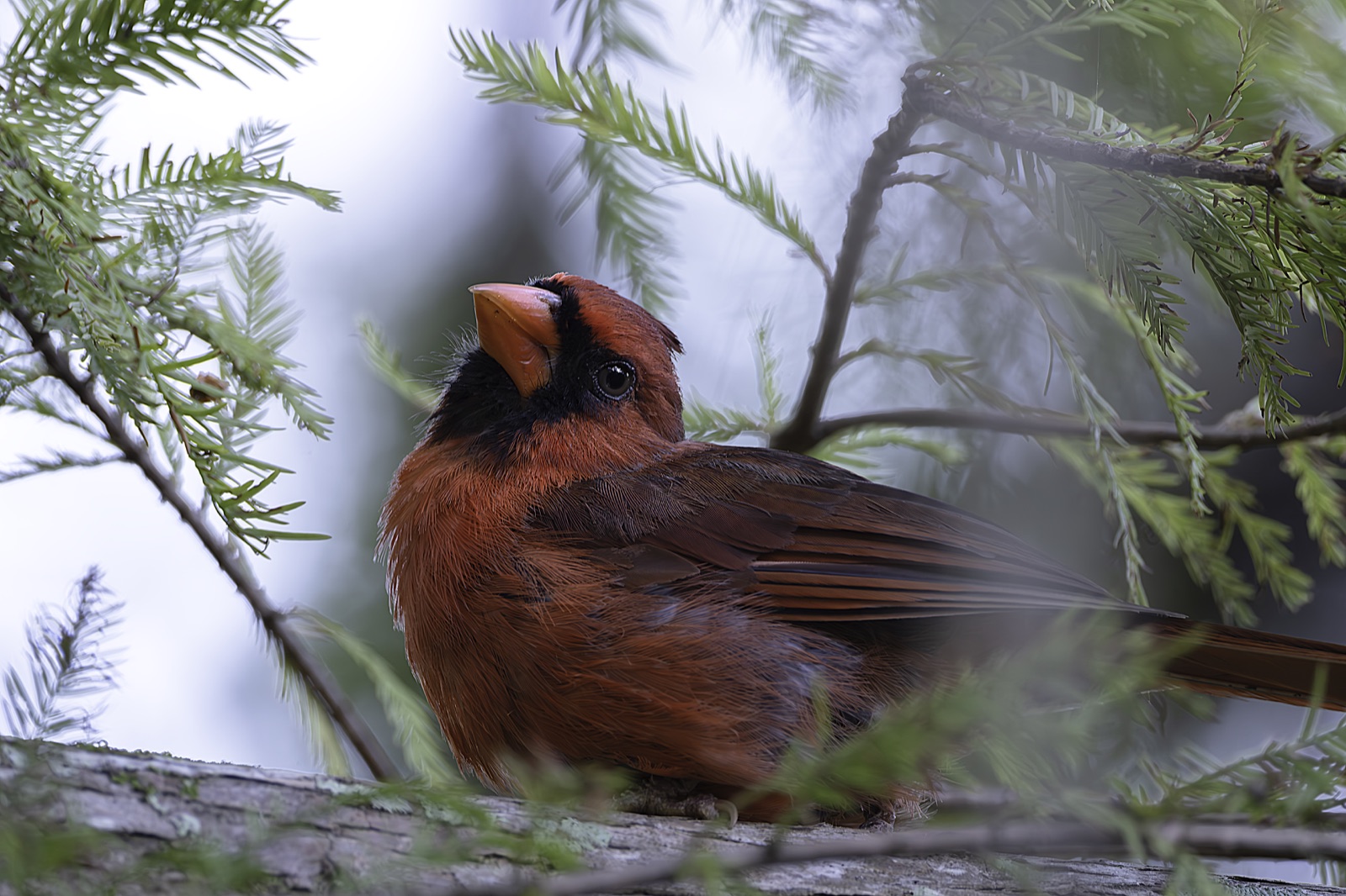 Northern Cardinal Resting among Fine Needles, Florida — fine art print