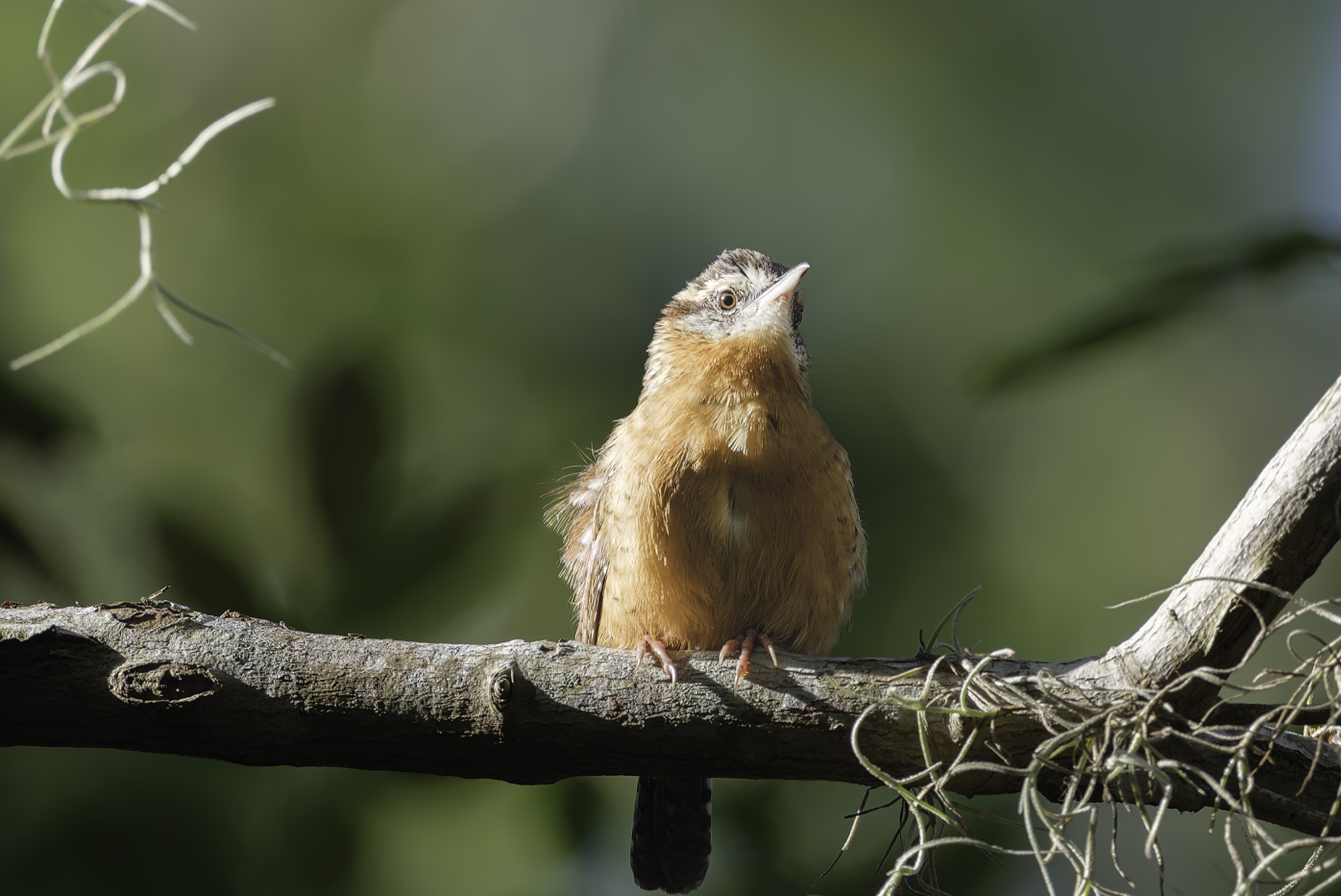 Wren on a Gray Limb with Spanish Moss, Florida — fine art print