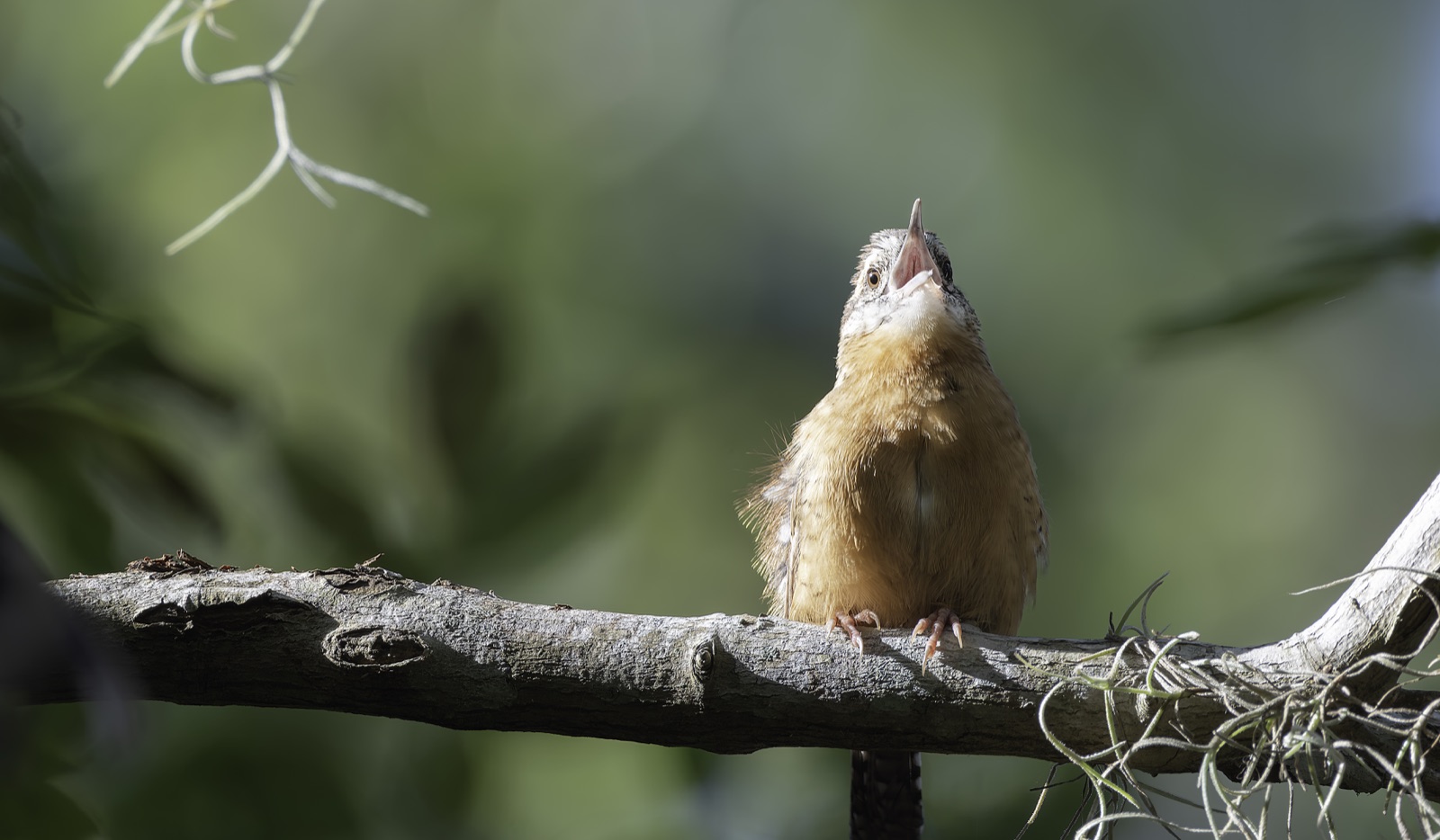 Wren Singing on a Limb with Spanish Moss, Florida — fine art print