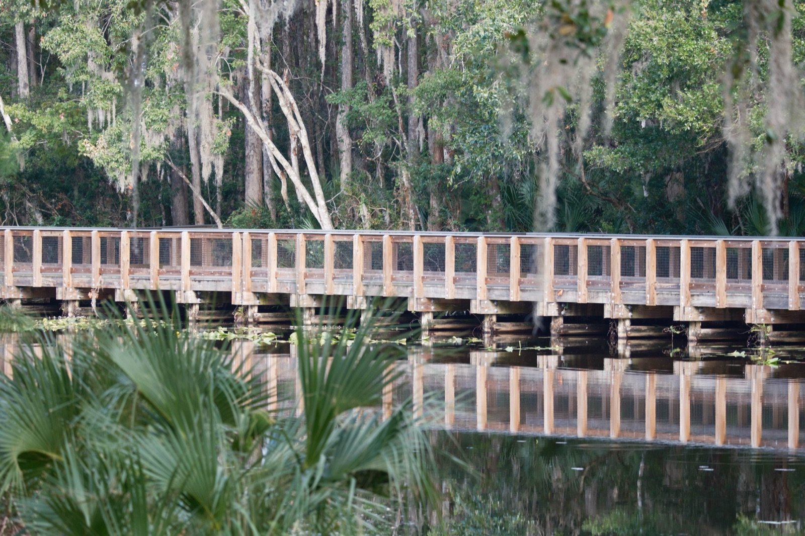 Boardwalk over Still Water and Palmettos, Florida — fine art print