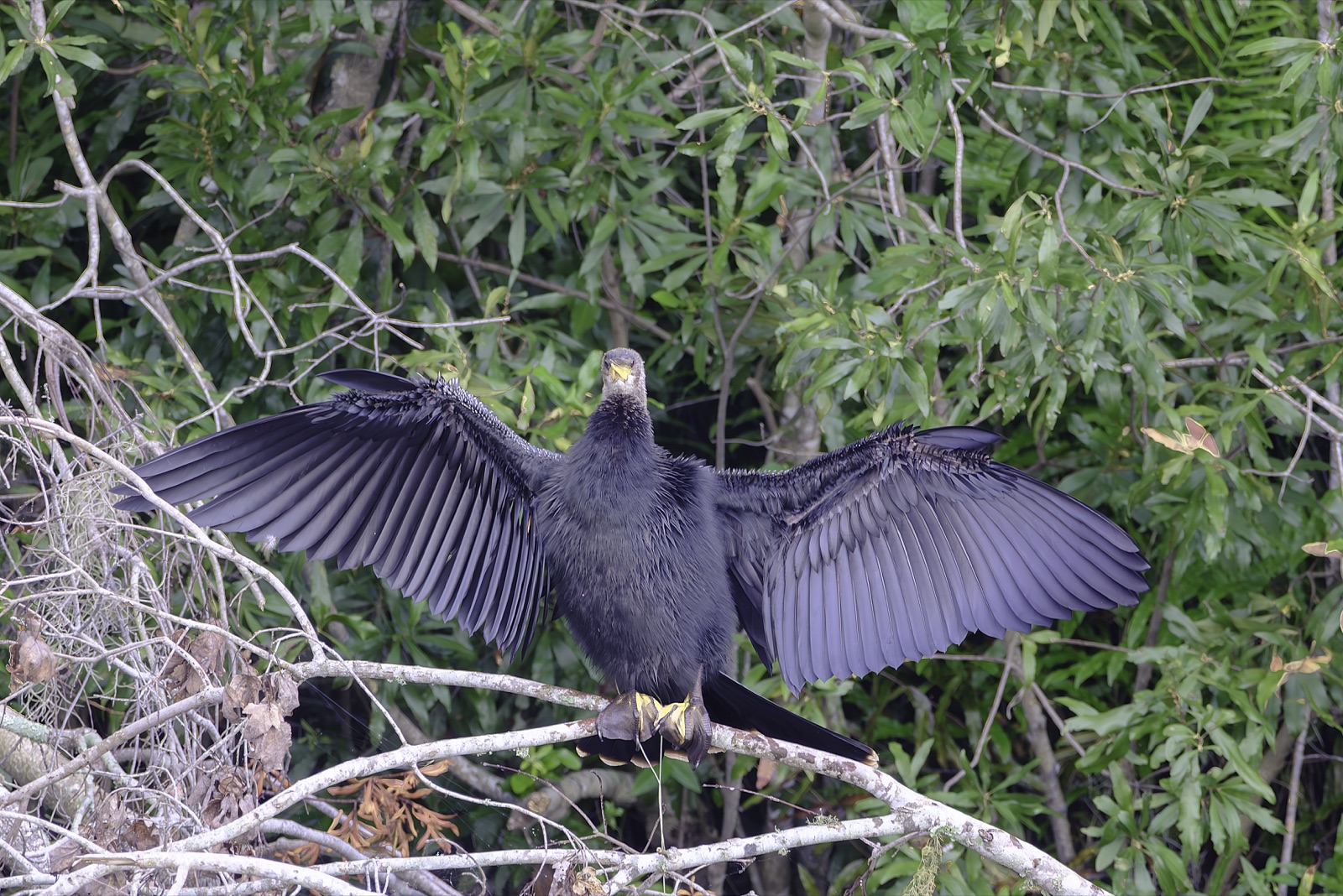 Cormorant with Spread Wings on a Limb, Florida — fine art print