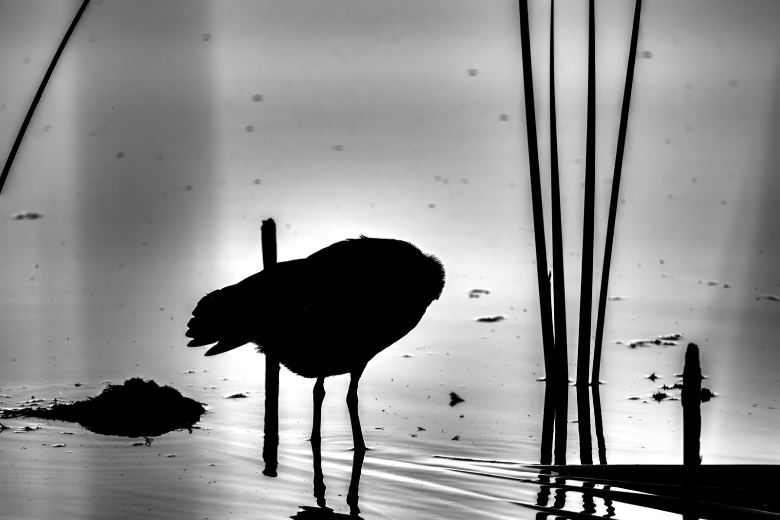 Bird Silhouette among Reeds in Still Water, Florida — fine art print