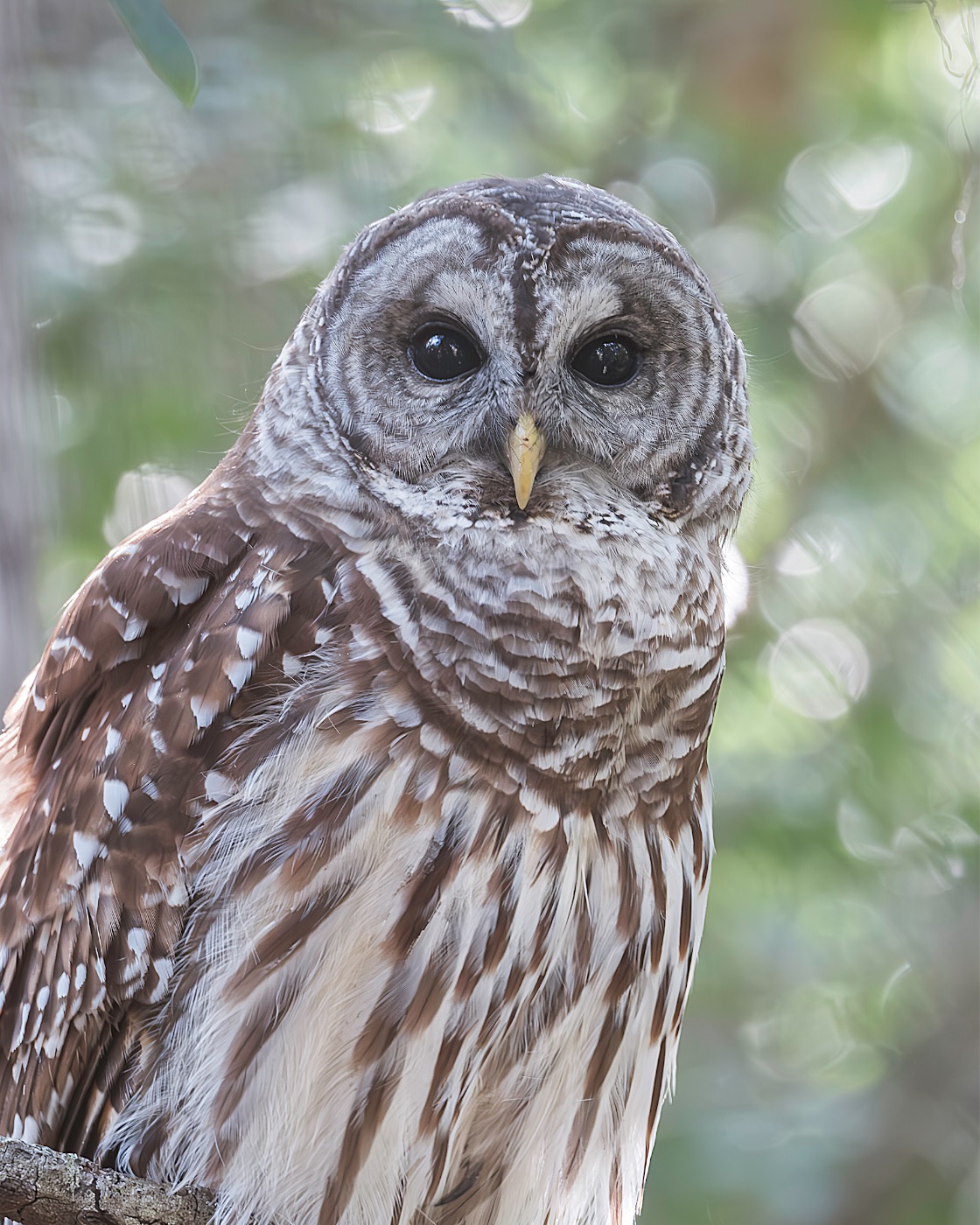 Barred Owl against a Soft Background, Florida — fine art print