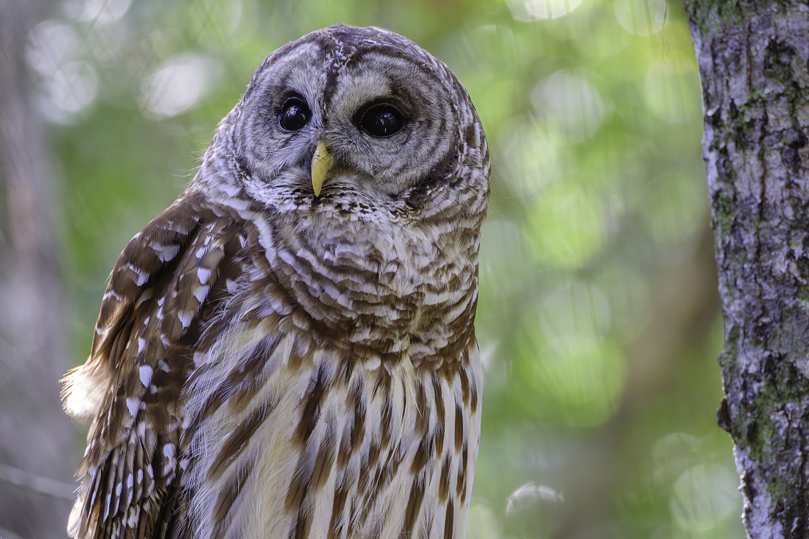 Barred Owl beside a Wire Fence, Florida — fine art print