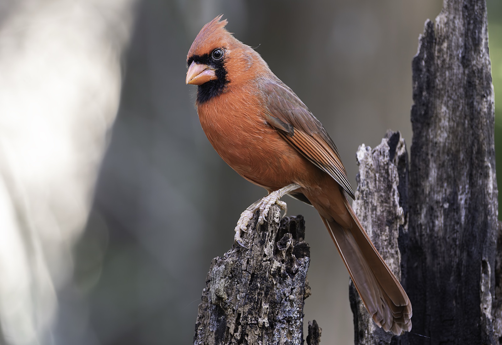 Northern Cardinal on a Weathered Stump, Florida — fine art print