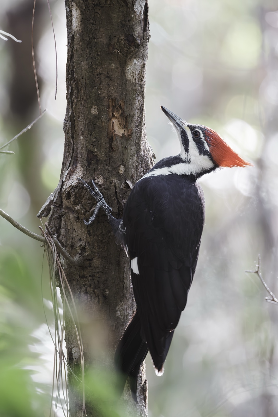 Woodpecker Clinging to a Pine Trunk, Florida — fine art print
