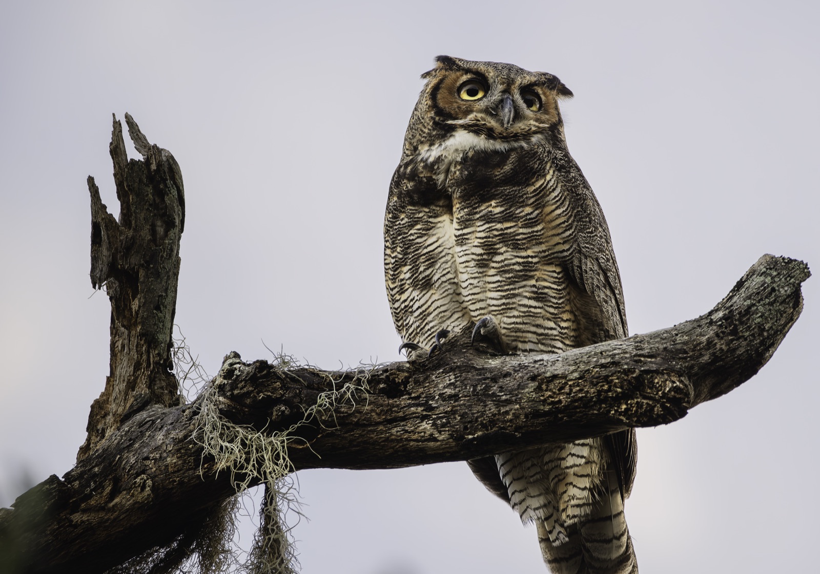 Great Horned Owl on a Dead Limb, Florida — fine art print