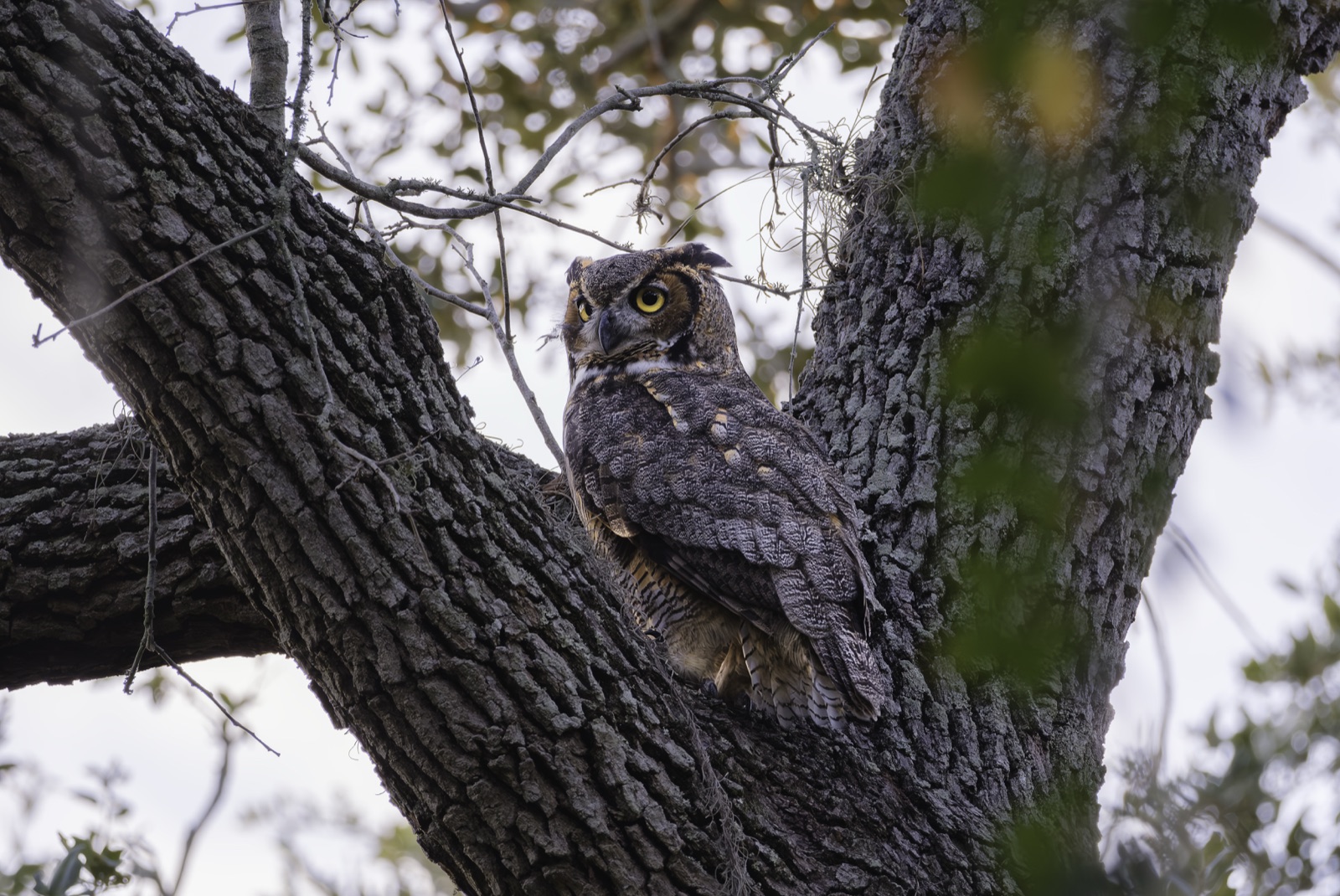 Great Horned Owl in an Oak Crotch, Florida — fine art print