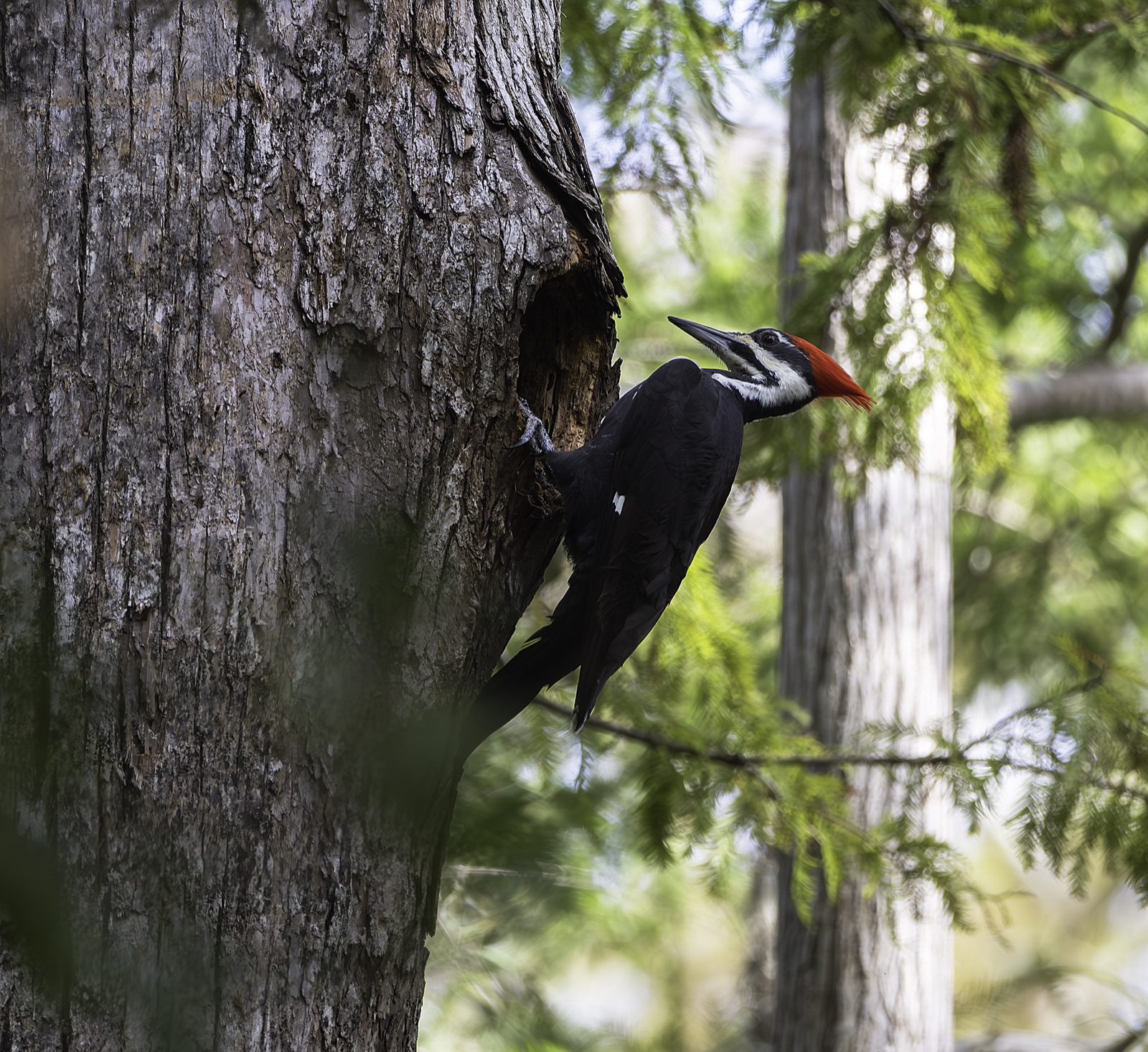 Woodpecker at a Hole in a Trunk, Florida — fine art print