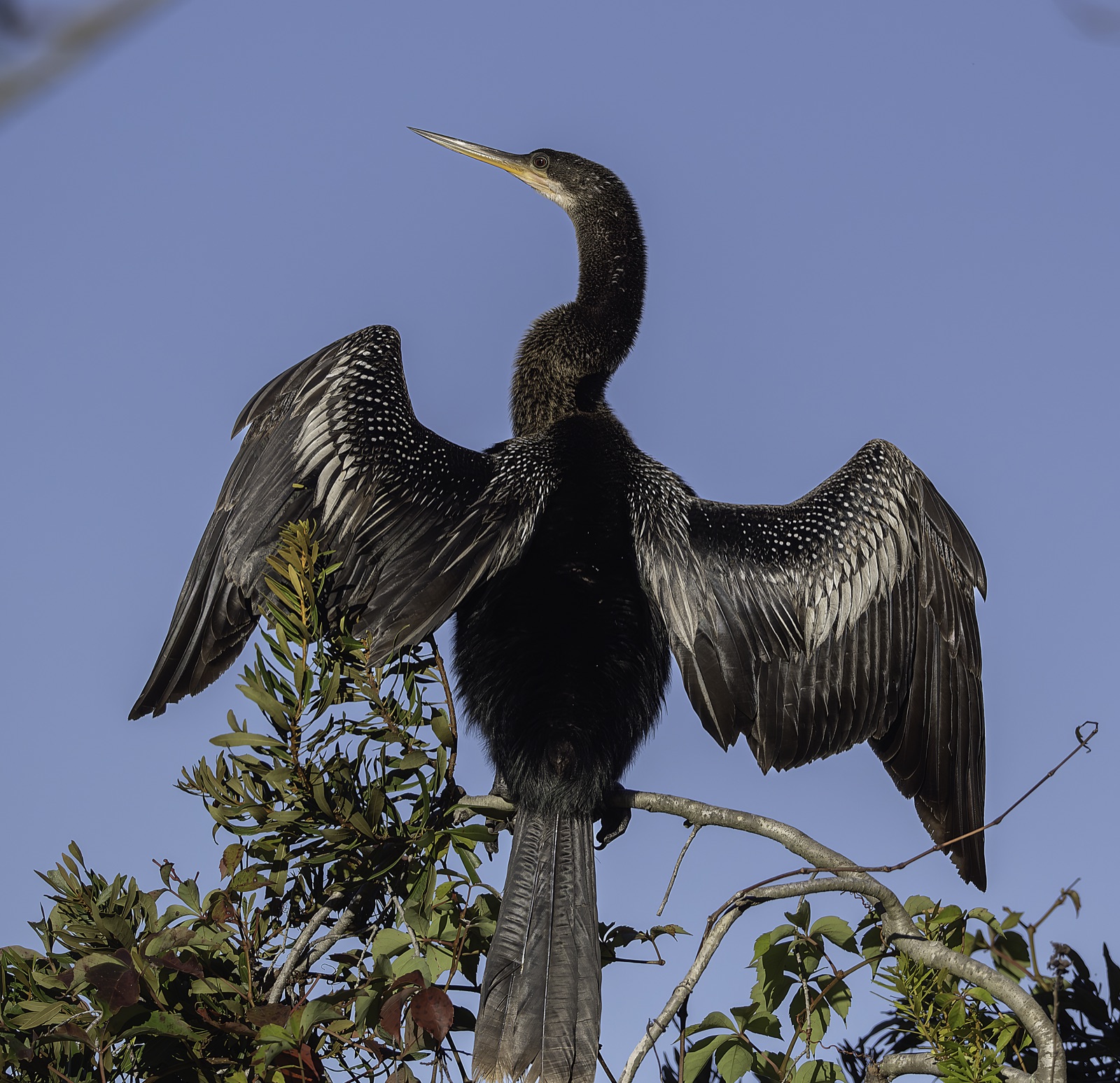 Bird with Spotted Wings against Blue Sky, Florida — fine art print